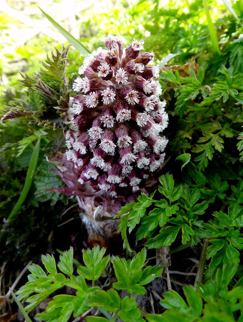 Groot hoefblad  Petasites hybridus