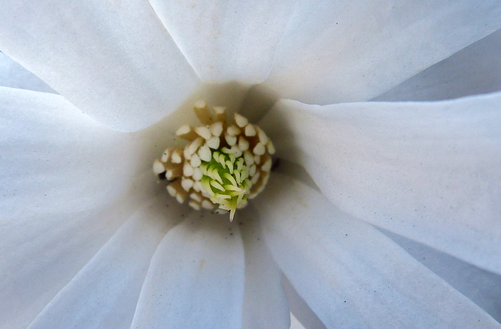 Magnolia