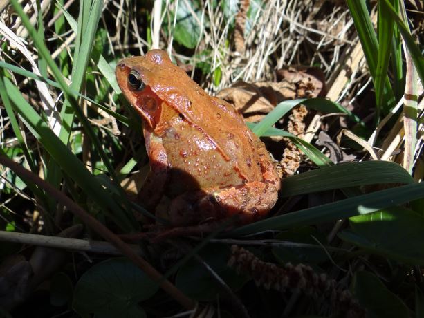 Bruine kikker