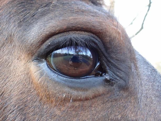Landschap in paardenoog