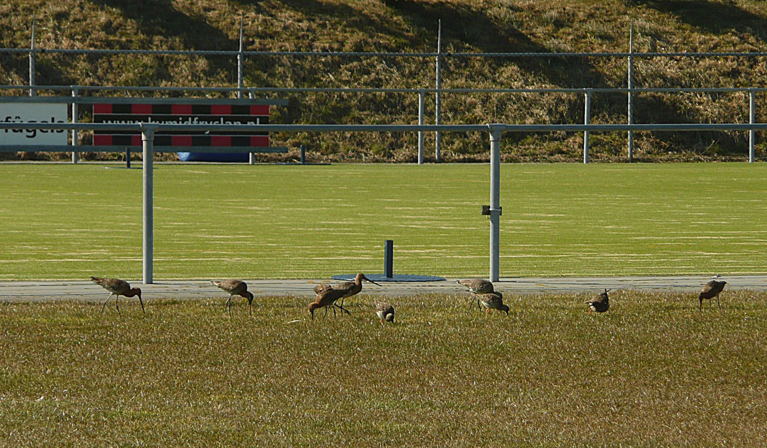 Grutto's en tureluurs op het sportpark
