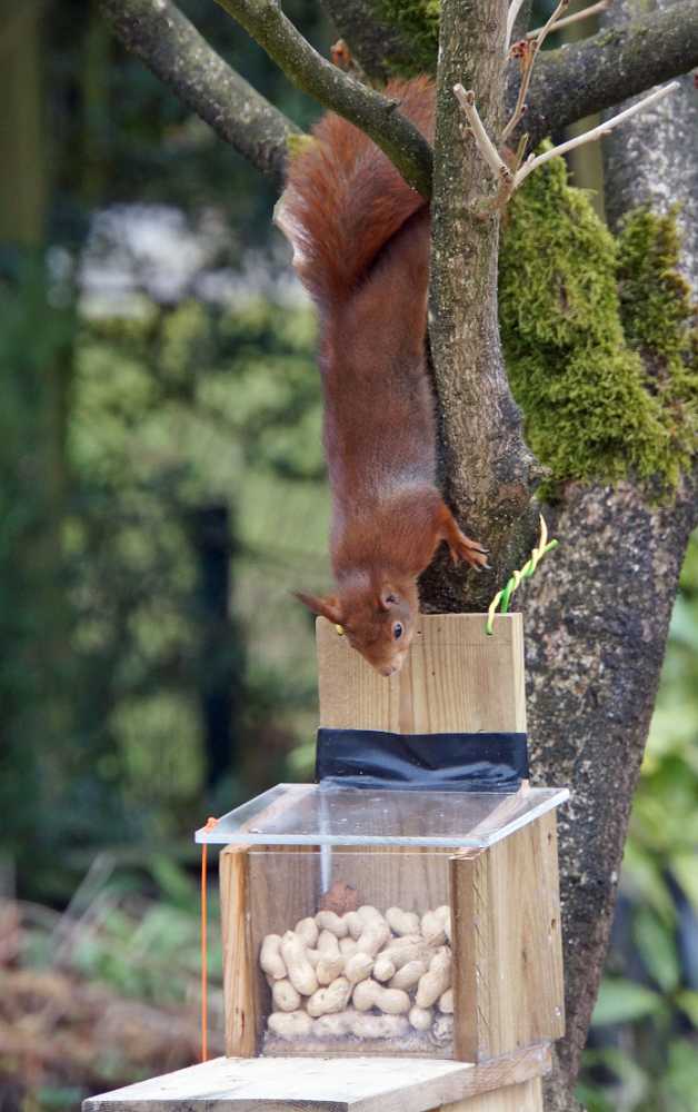 Eekhoorn op weg naar zijn pinda's