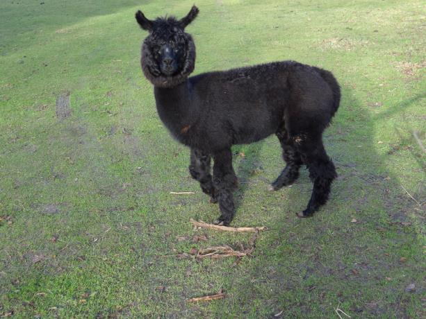 Alpaca