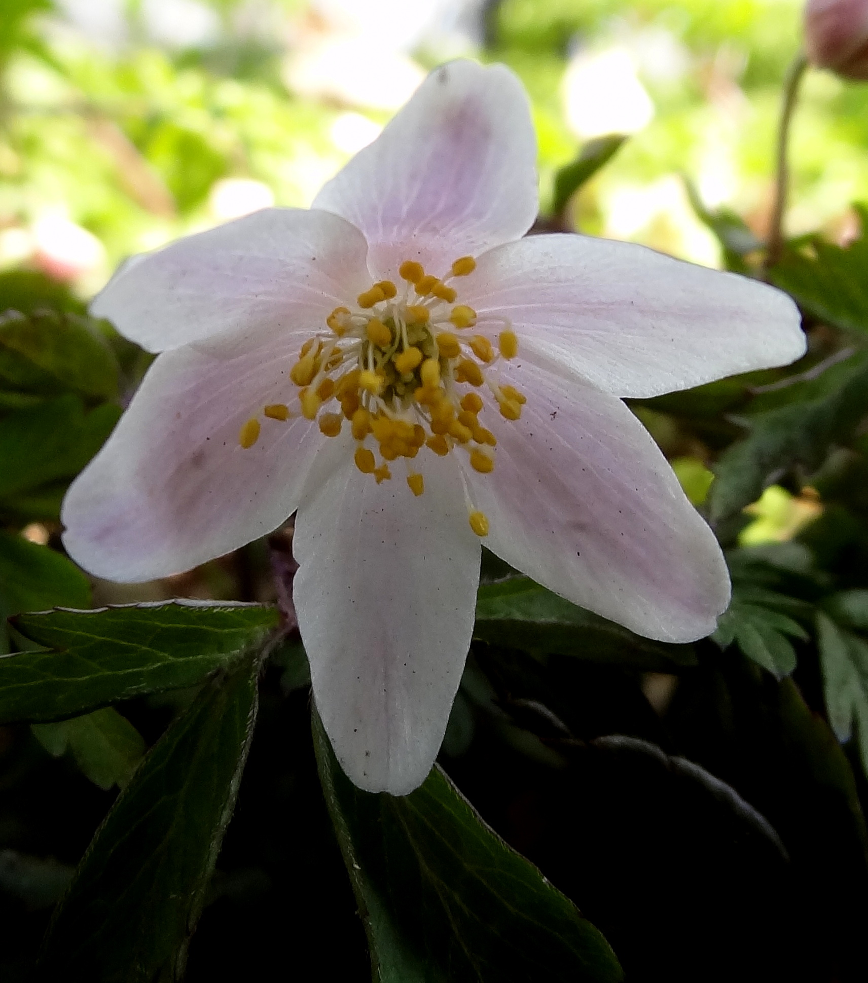 Bosanemoon  Anemone nemorosa L.