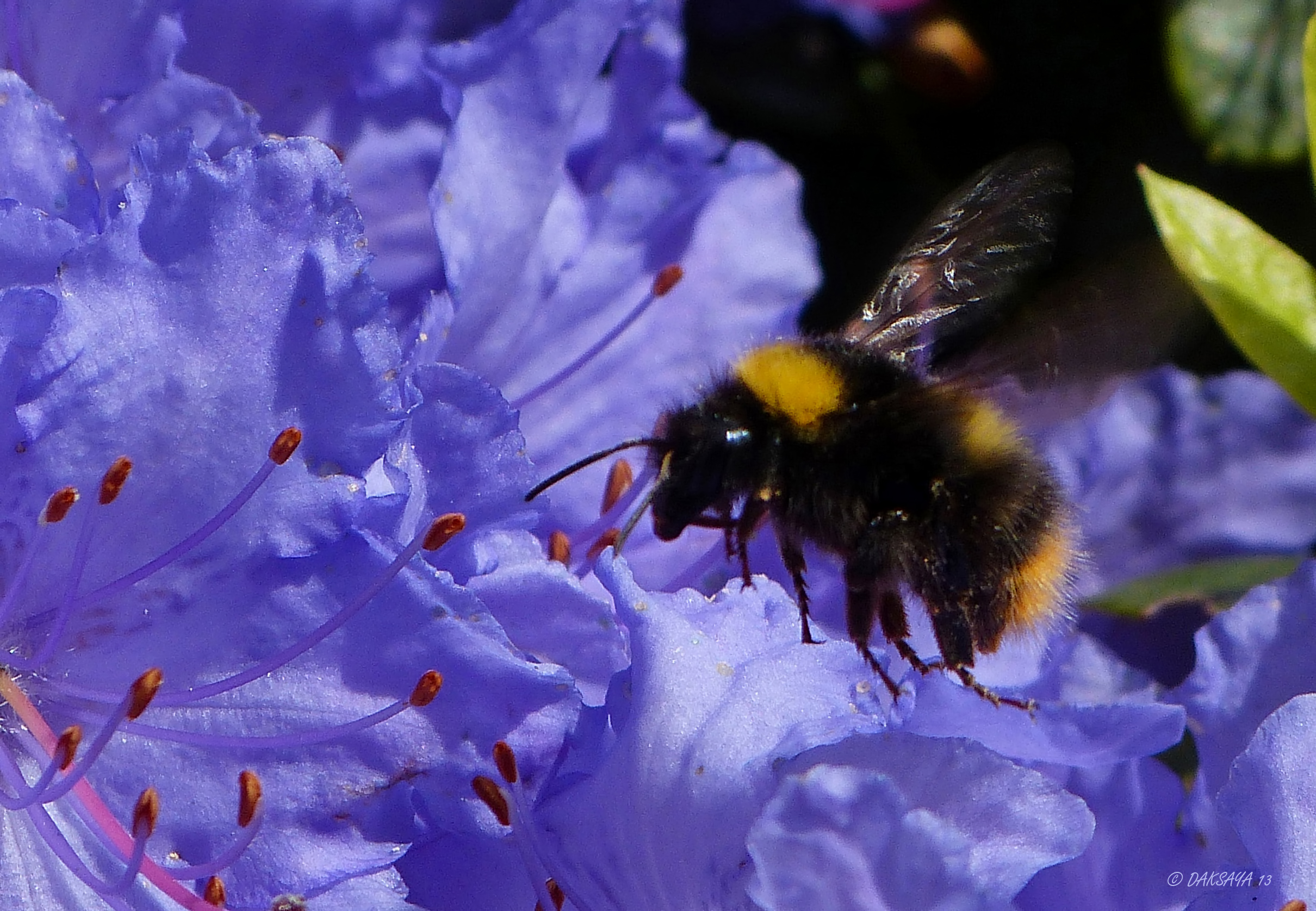 Hommel