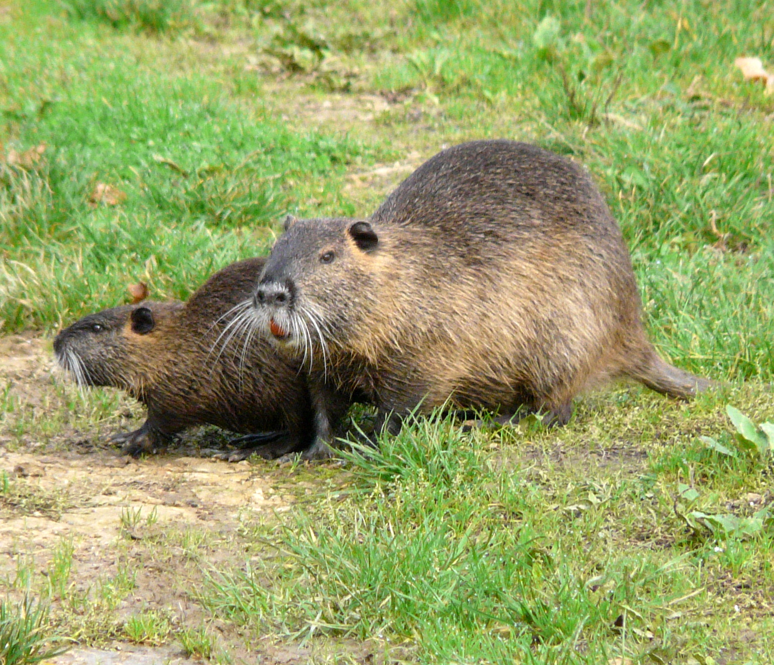 Beverratten