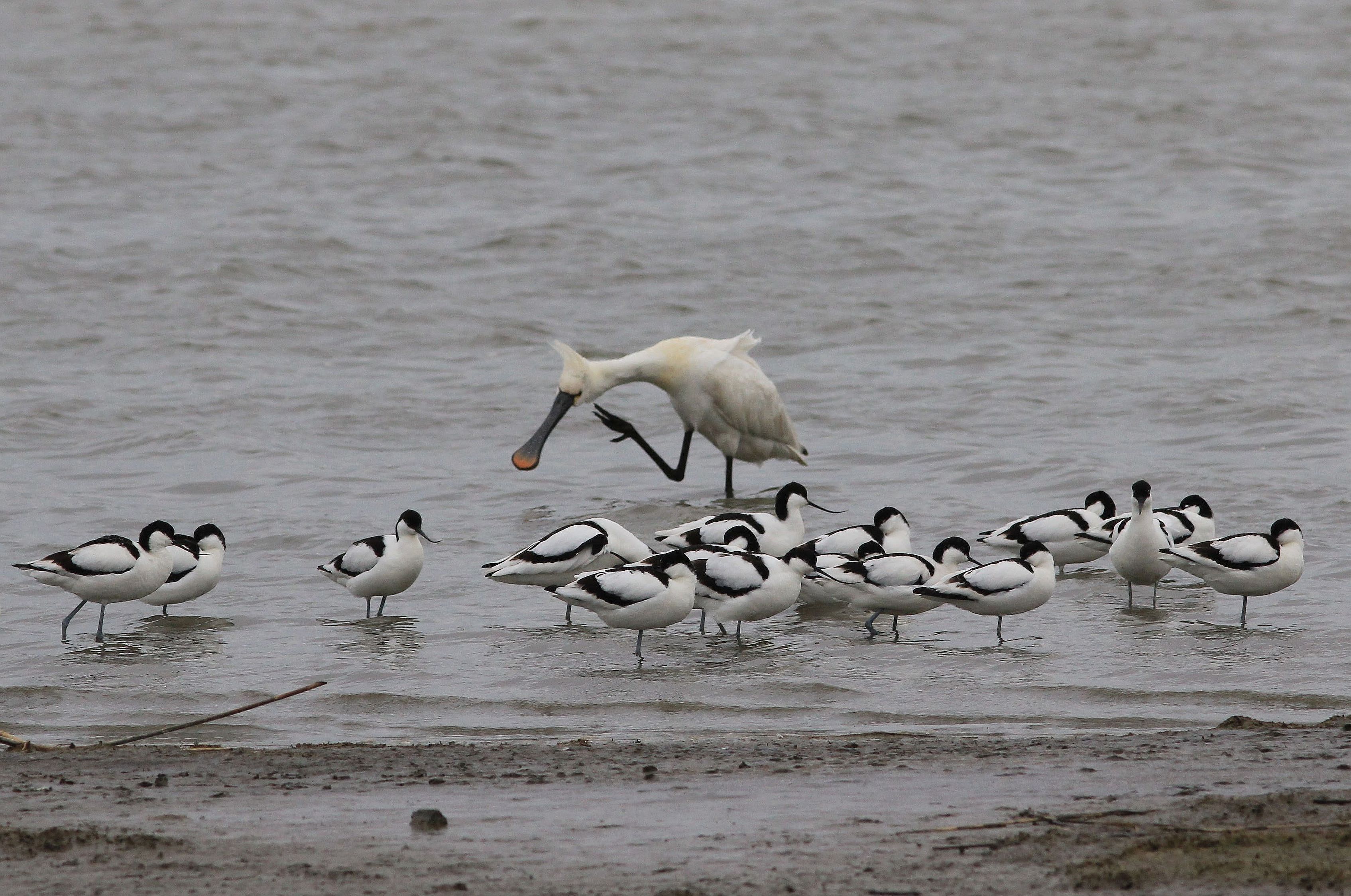 lepelaar  breebaartpolder