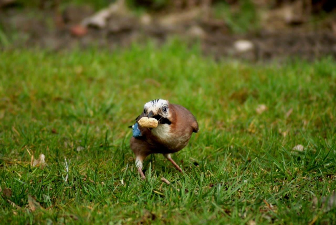 stelende vlaamse gaai