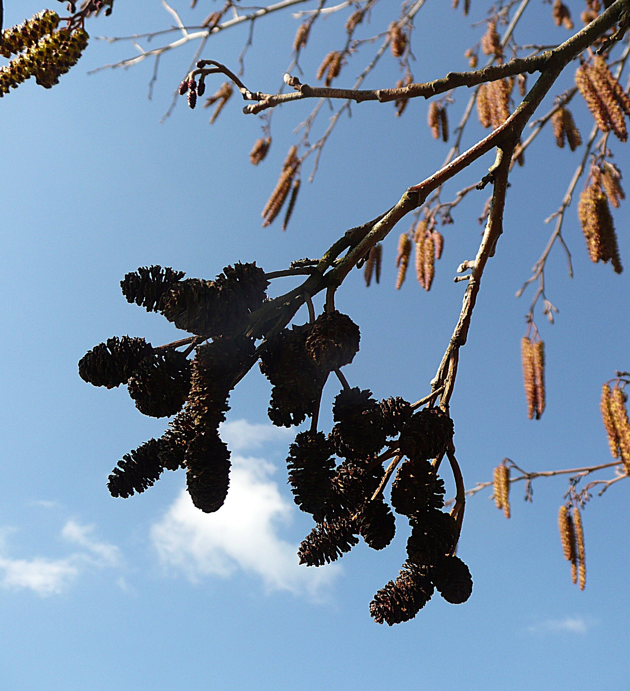 Elzenproppen en katjes