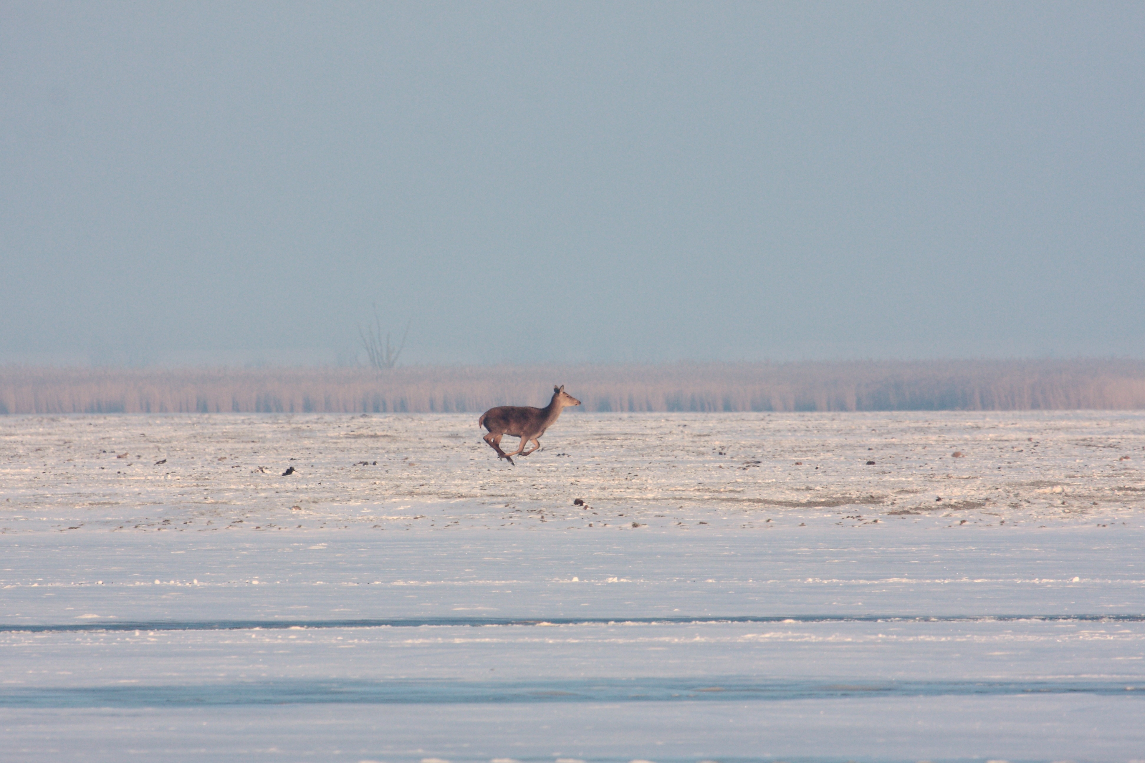 Vreugde sprongetje of toch niet...