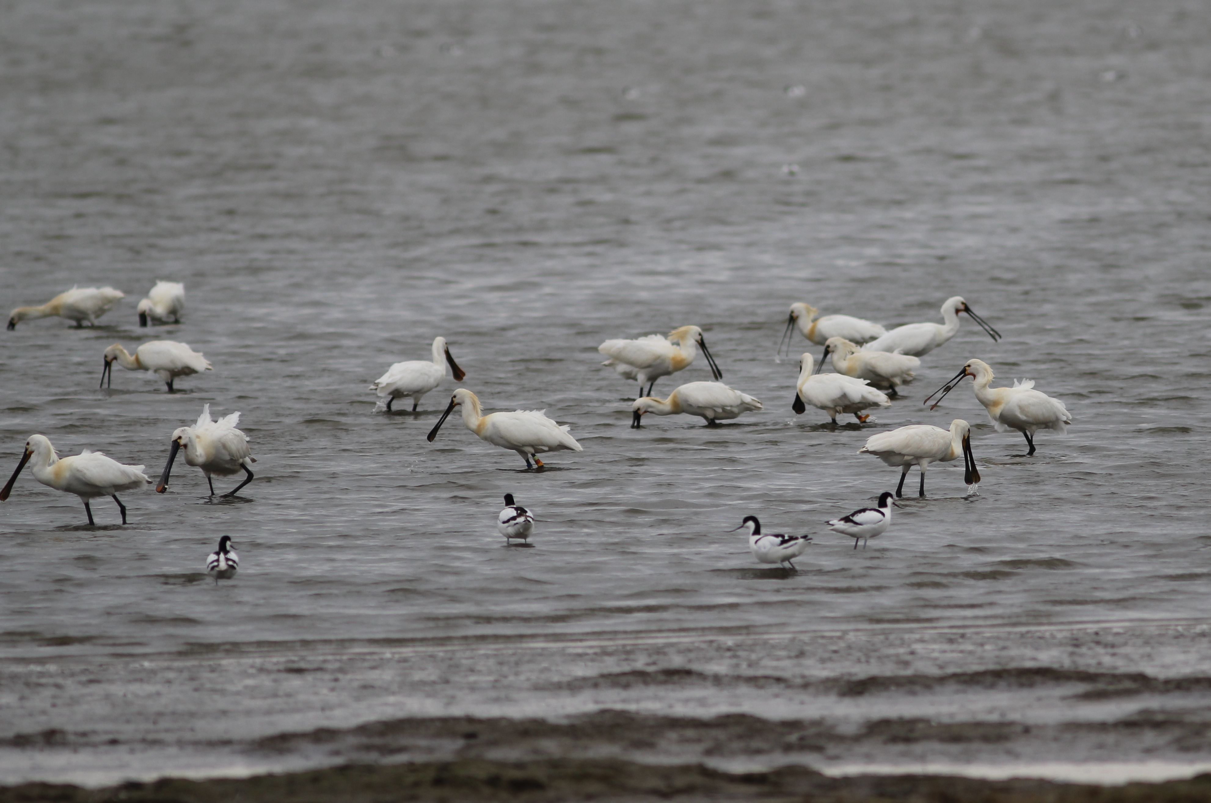 voedselzoekende lepelaars  breebaartpolder