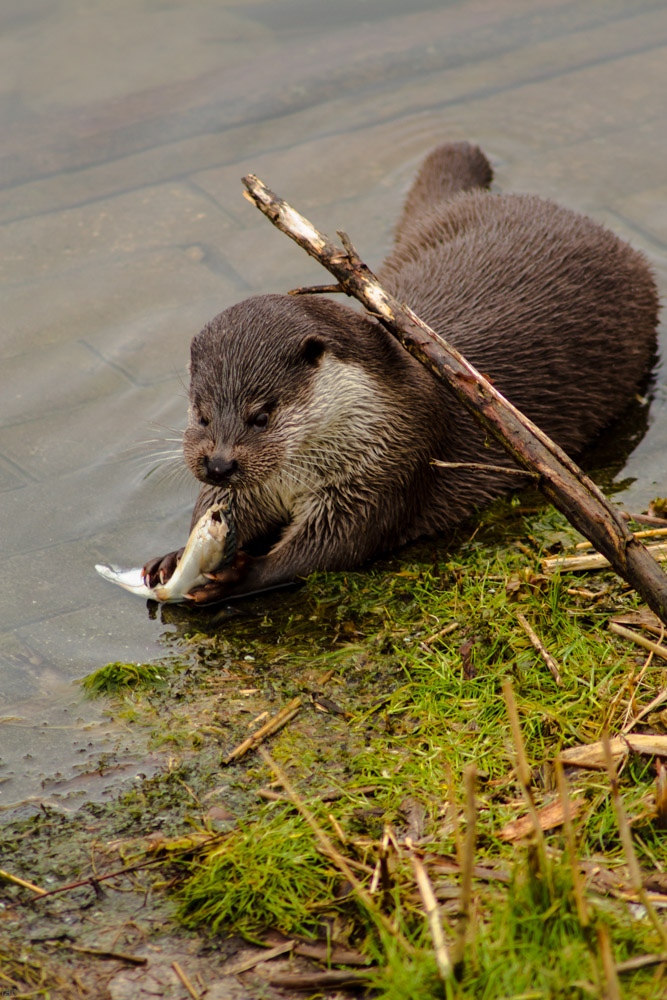 Otterdinner