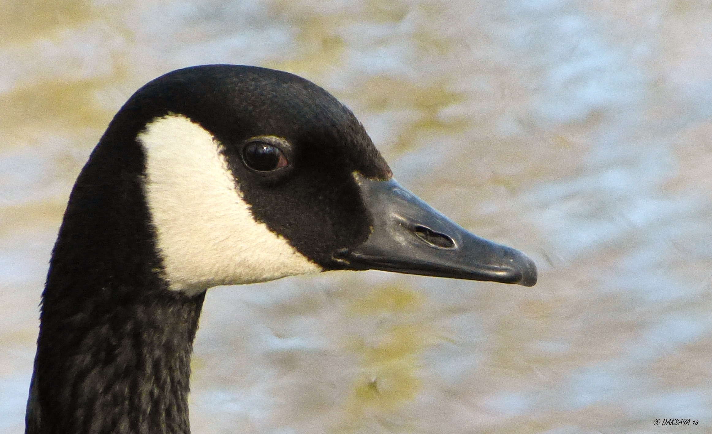 Canadese gans