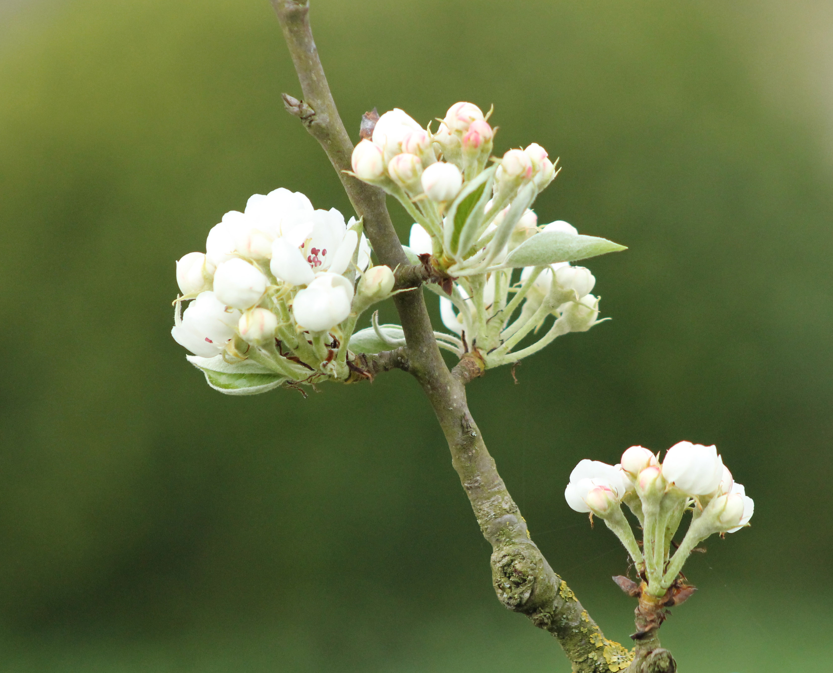 Perenbloesem