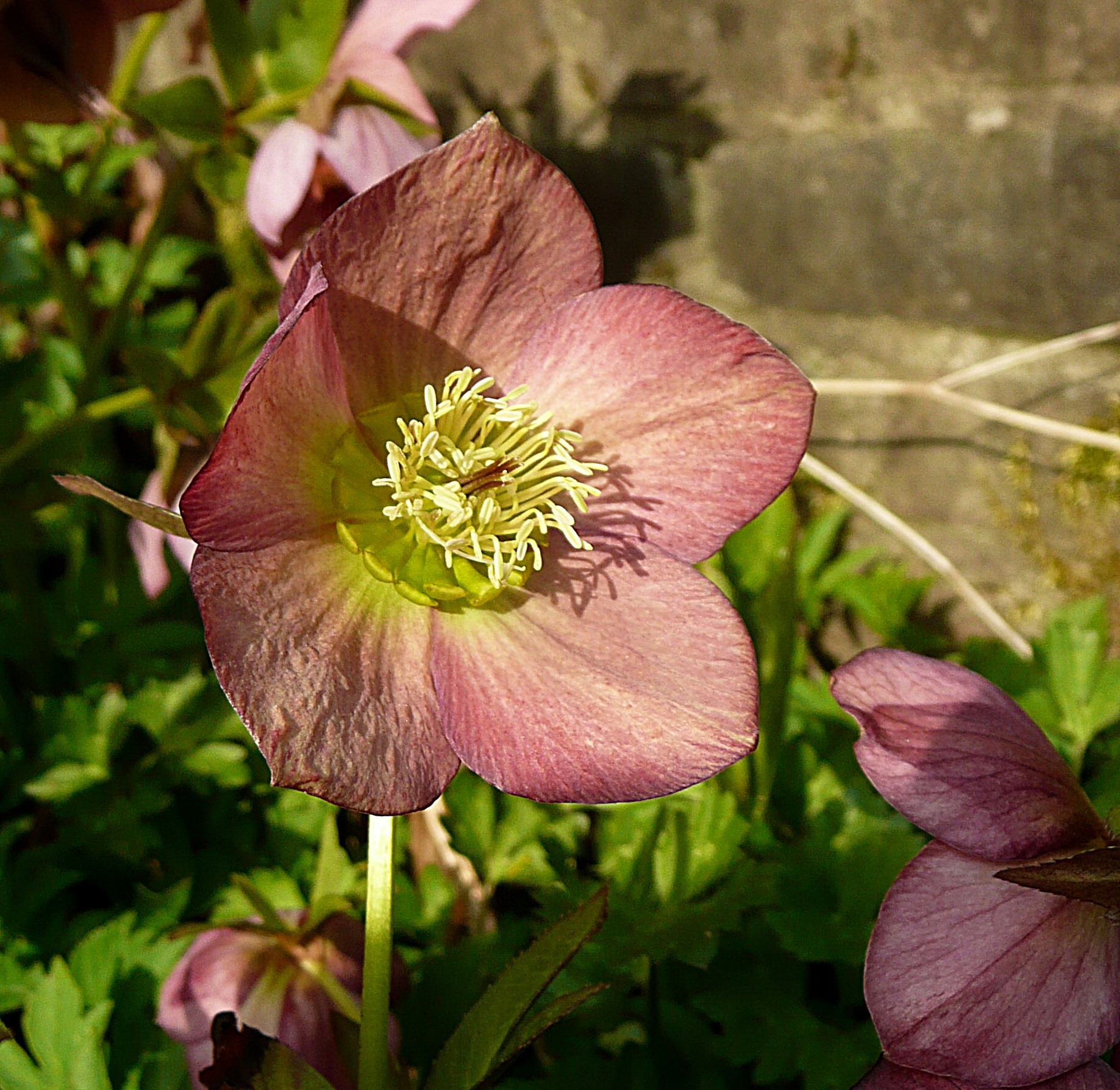 Helleborus