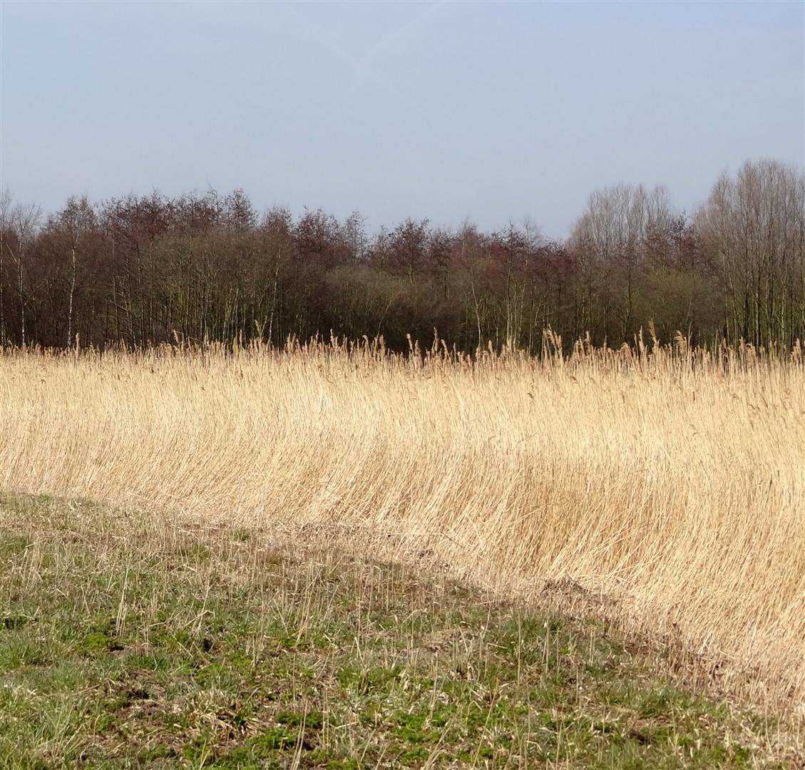 De rietkragen zijn er nog! 