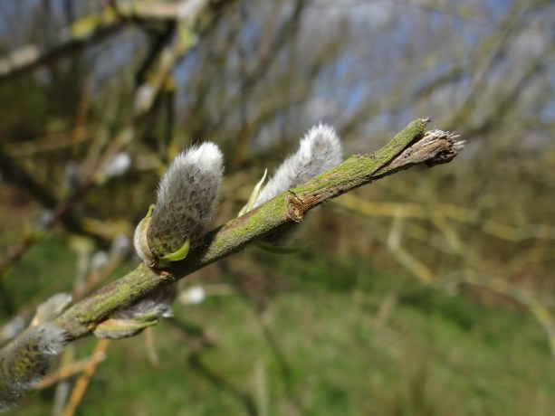 Wilgenkatje