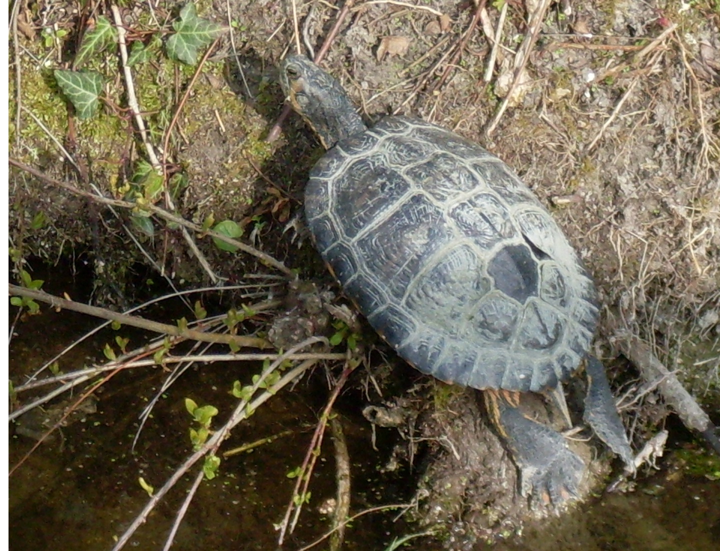 schildpad langs slootkant
