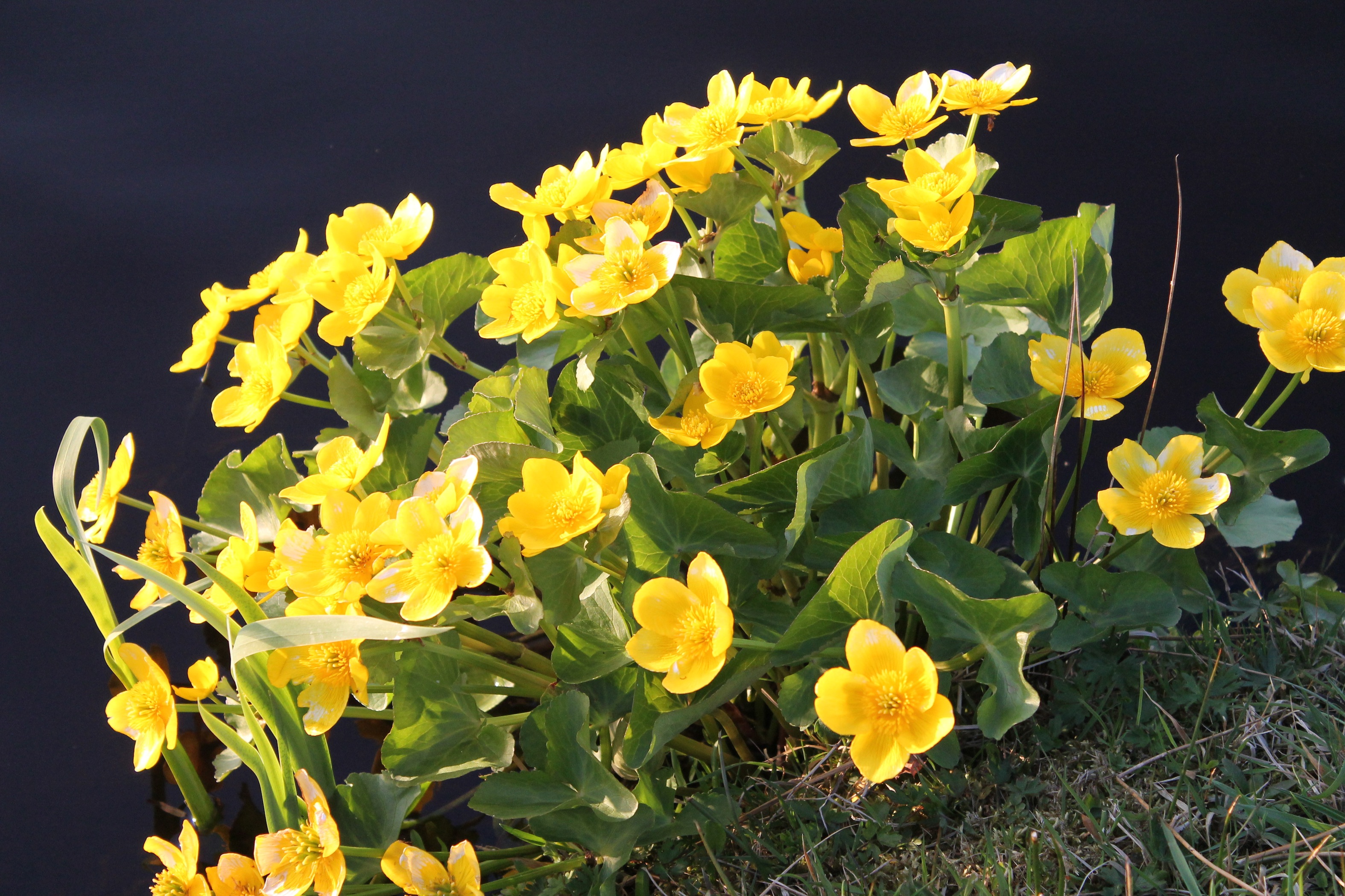 Dotterbloemen