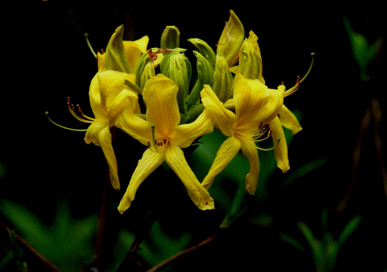 gele sierheester (Azalea mollis yellow)
