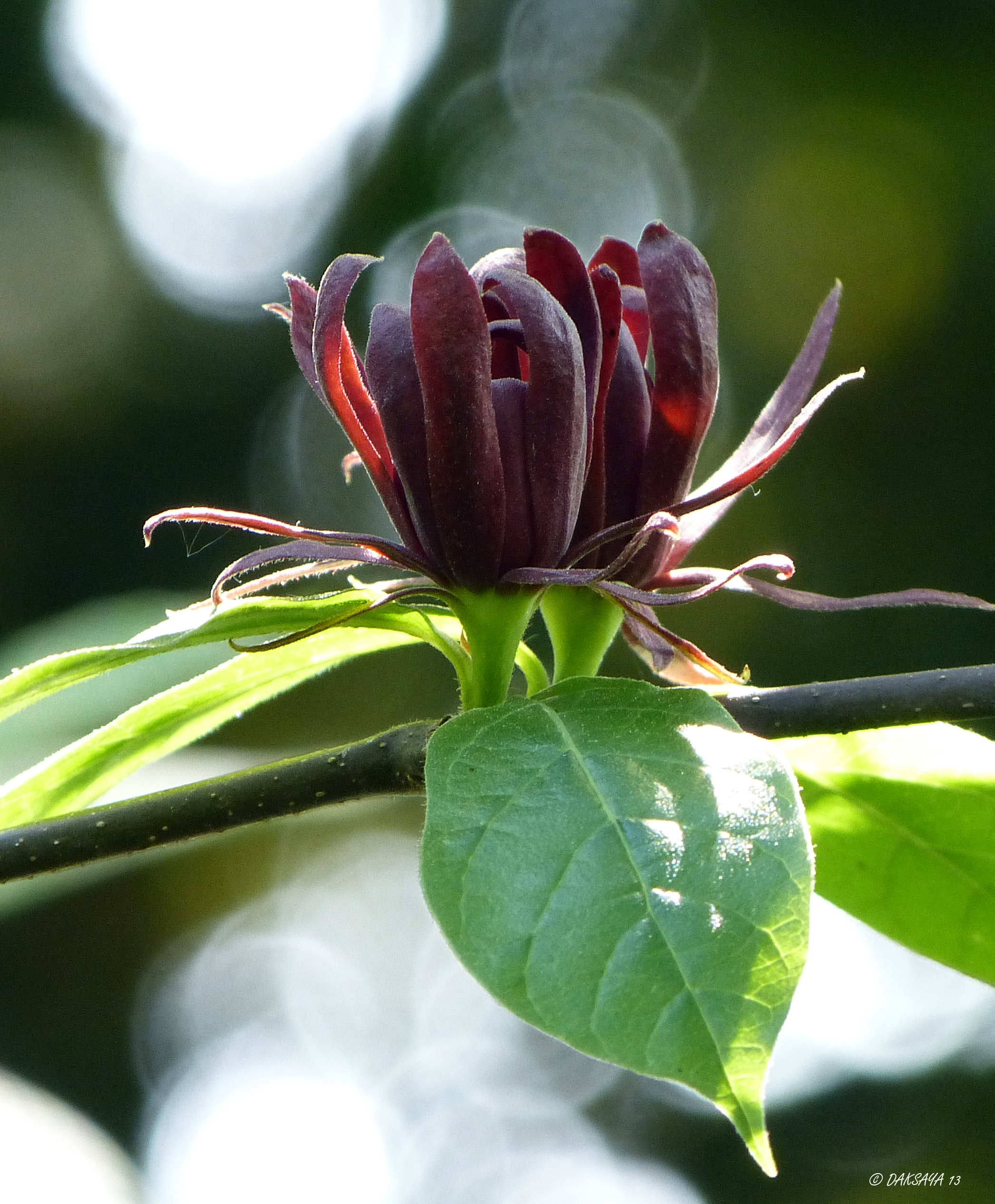Calycanthus florides