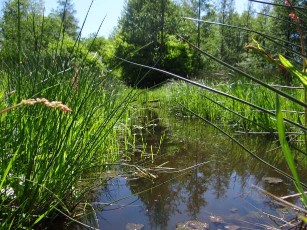 Slootje op Westerveld..