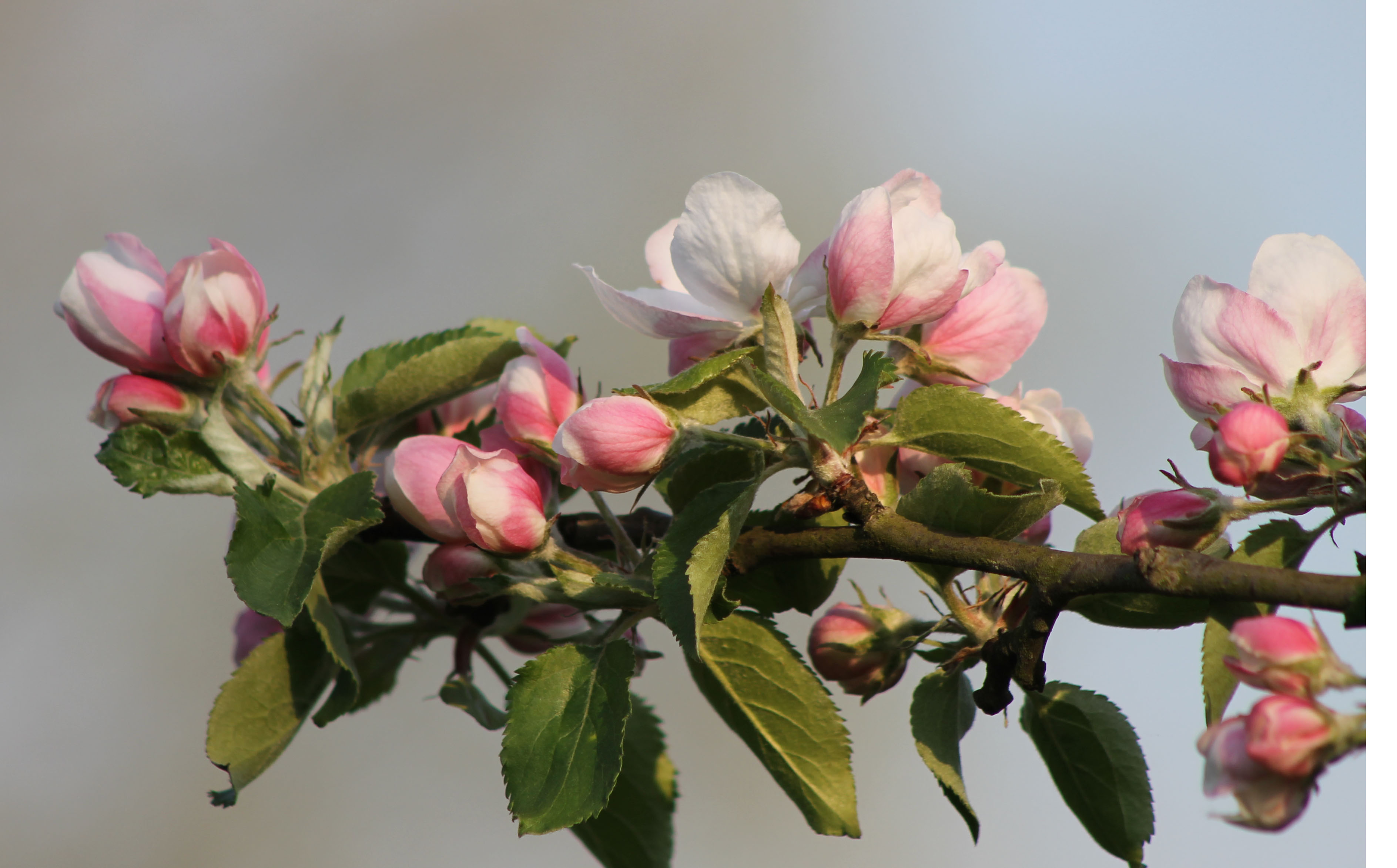 Appelbloesem
