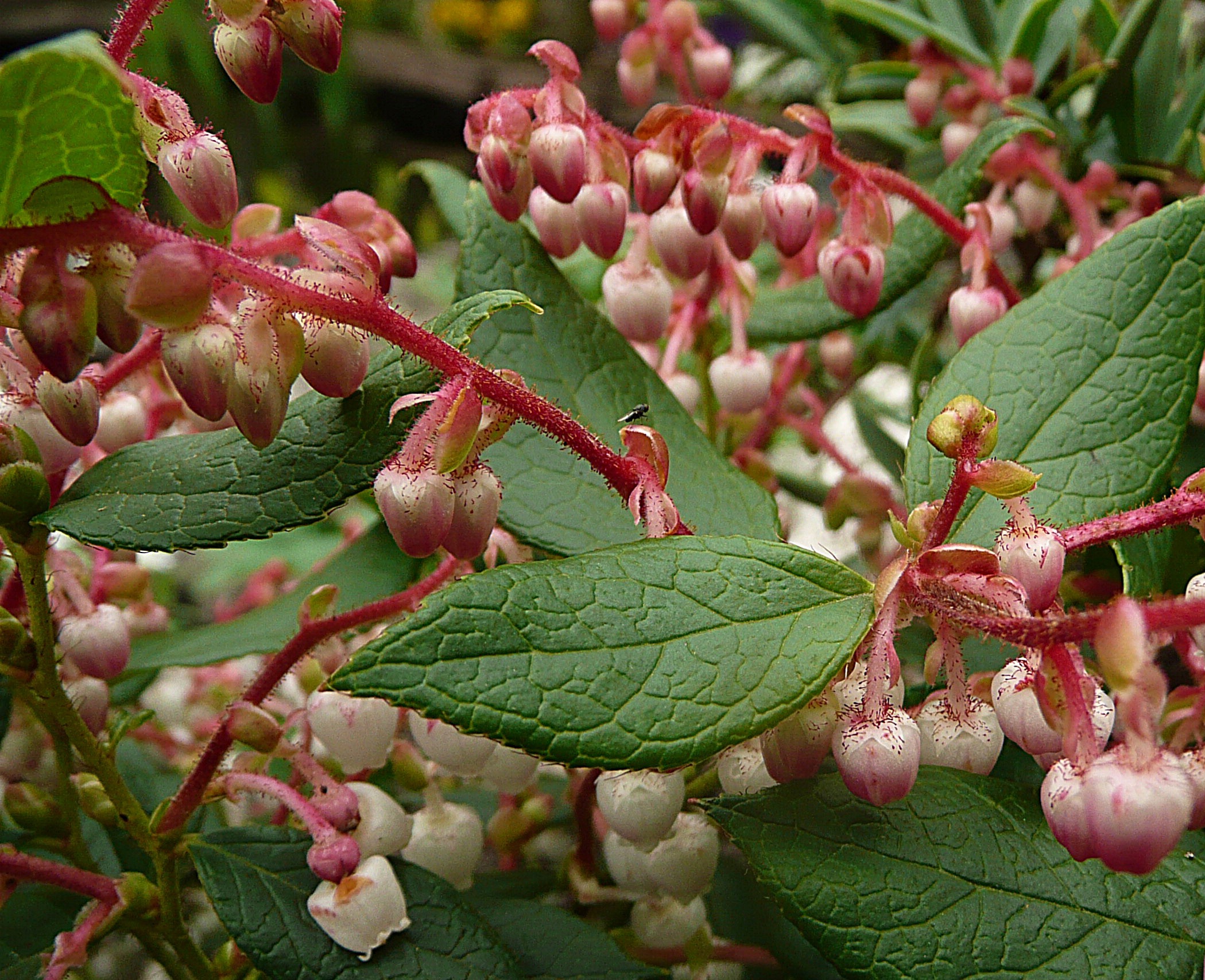 Gaulnettya wisleyensis Pink pixie