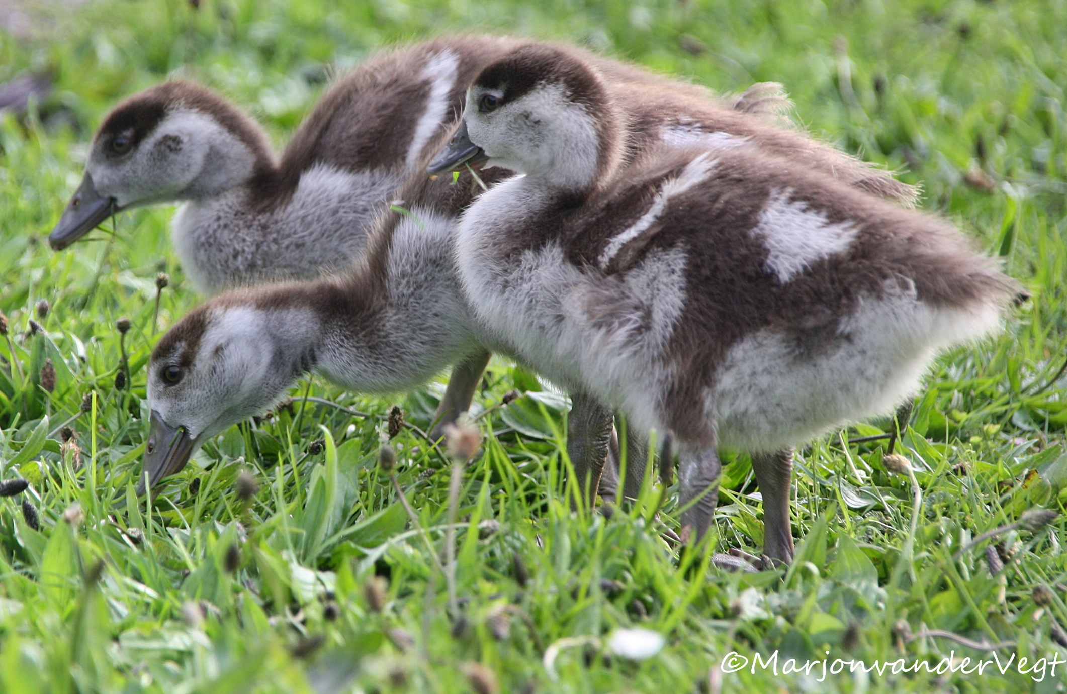 Met broers en zusjes