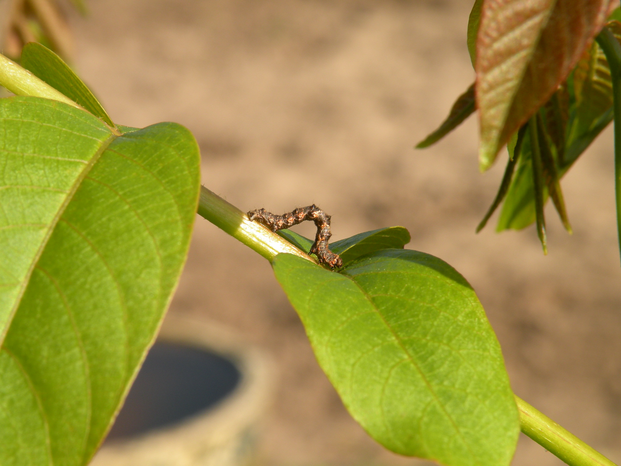 Op de walnootboom(pje)