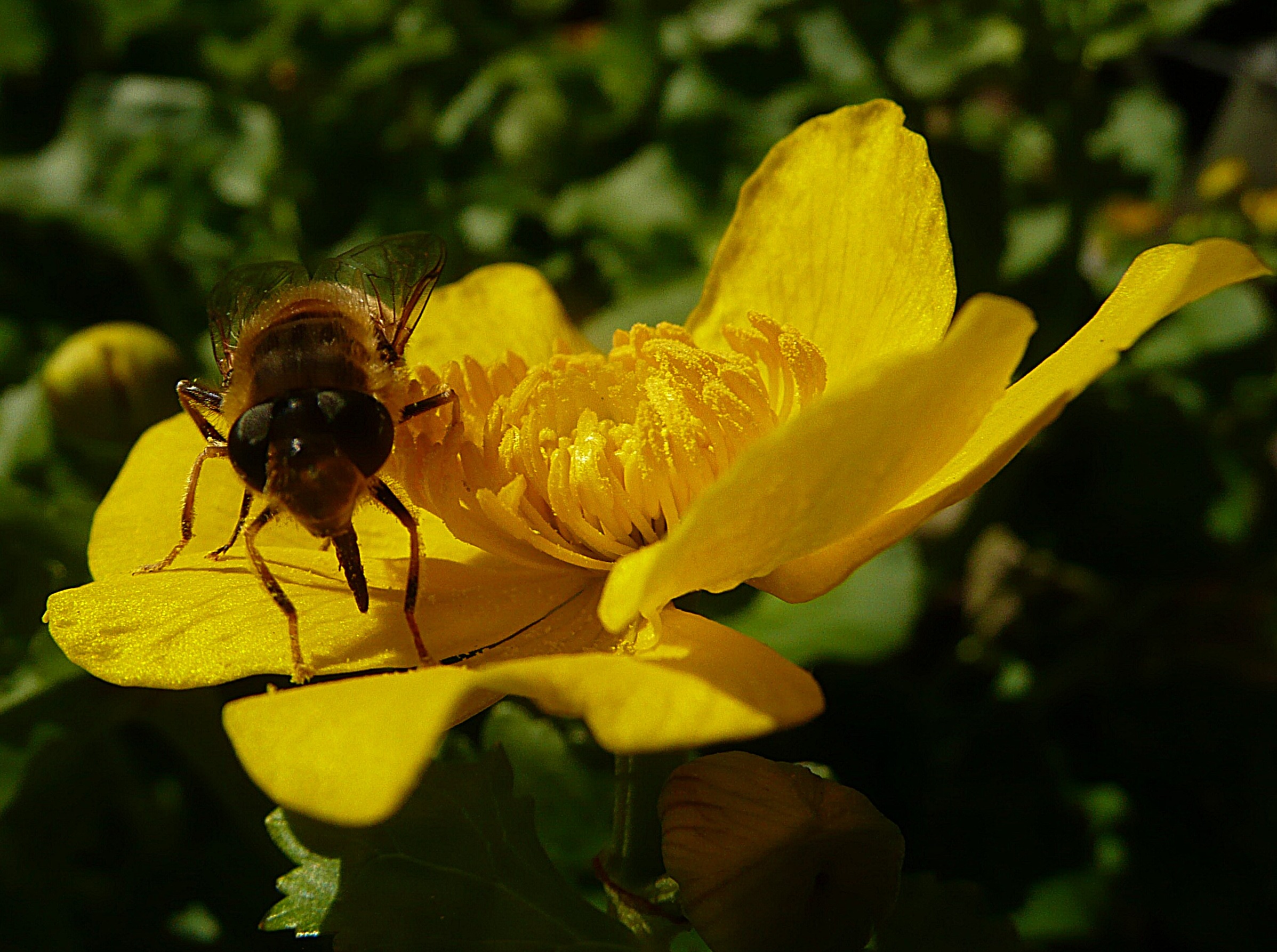 Zweefvlieg op gele dotter