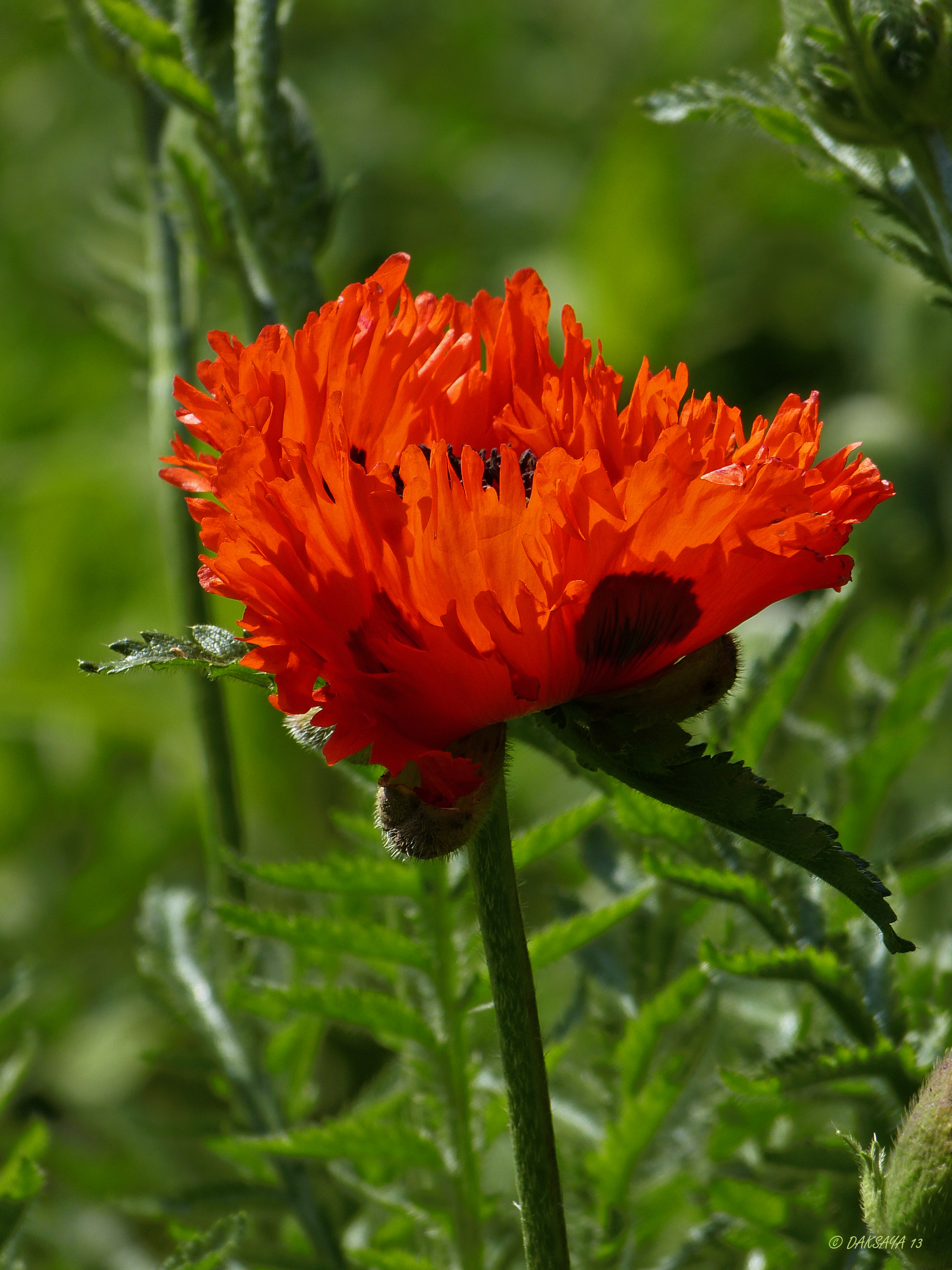 Oosterse klaproos