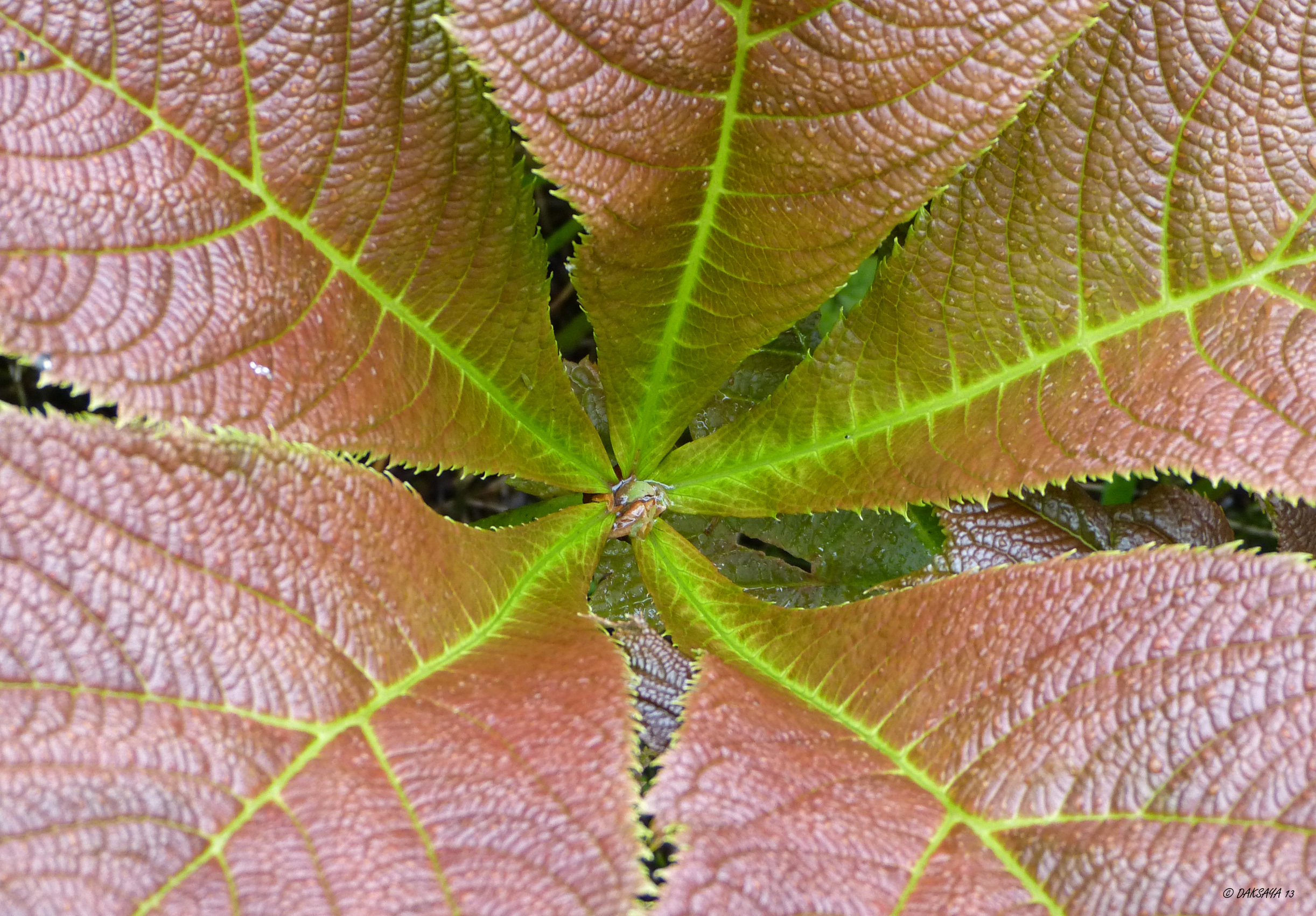 Groene ster