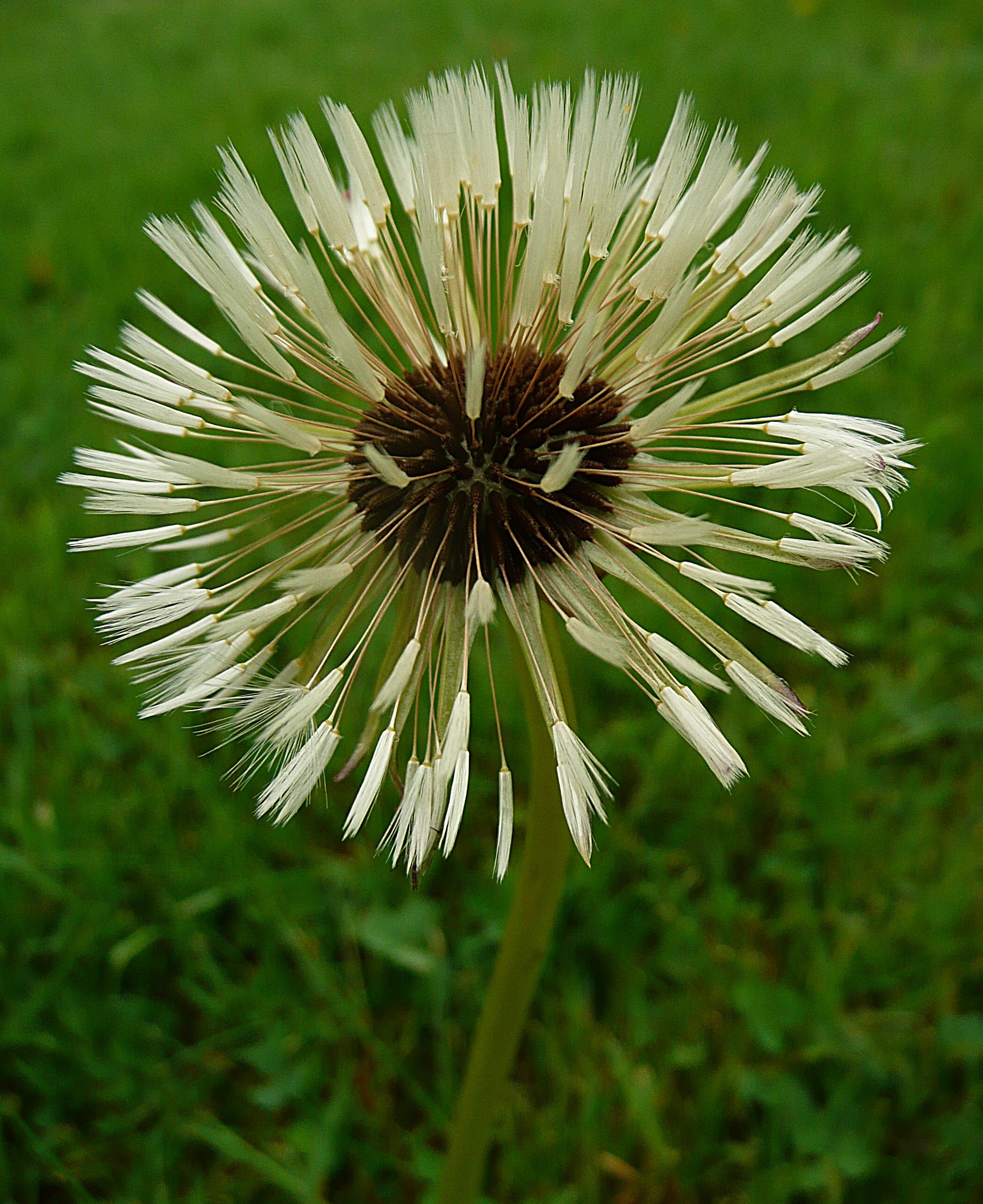 Paardenbloempluis nat