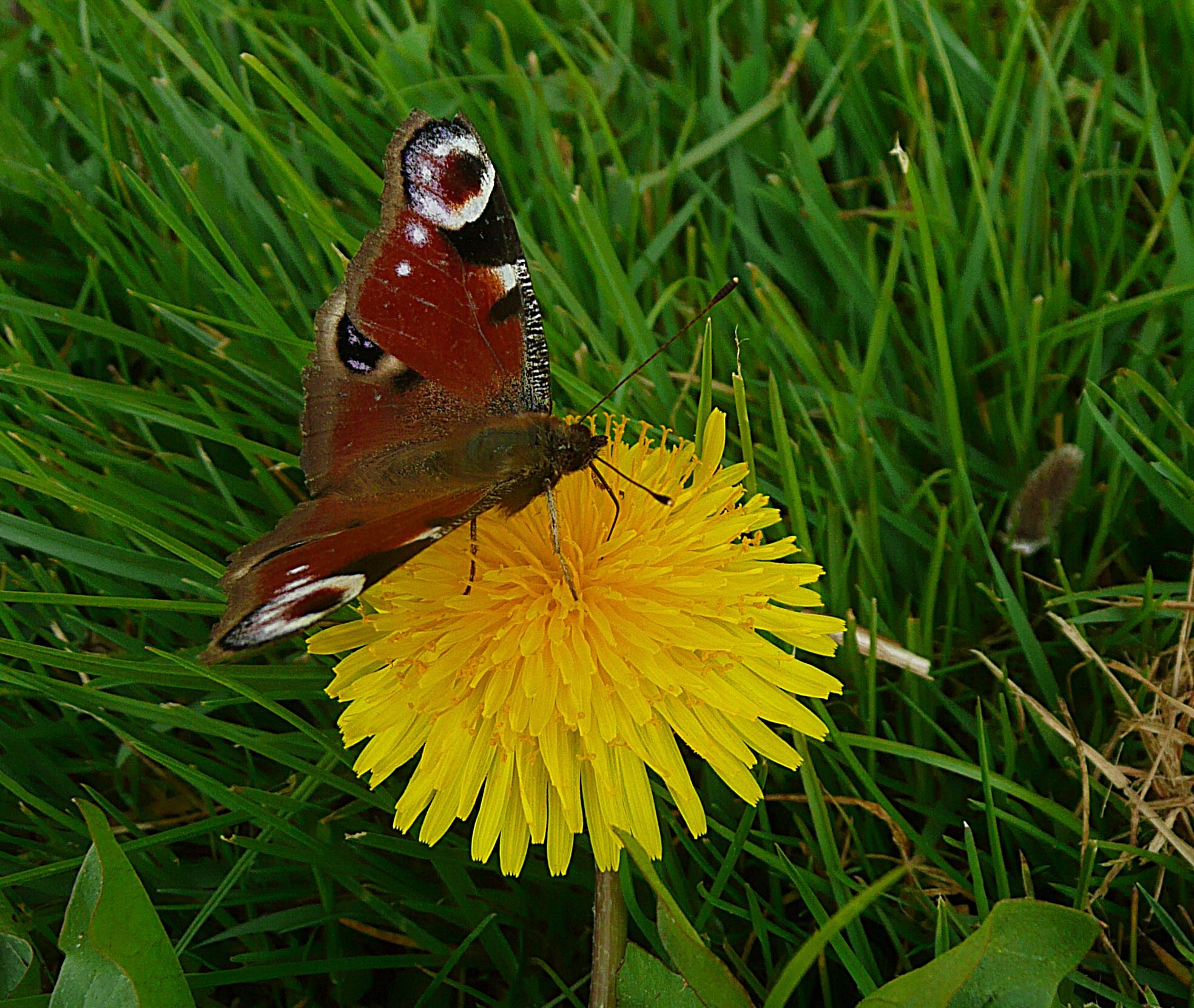 Dagpauwoog op paardenbloem