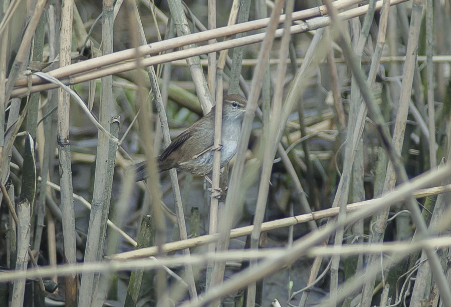 schuwe Cetti's zanger
