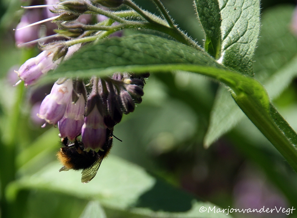 Smeerwortel met hommel
