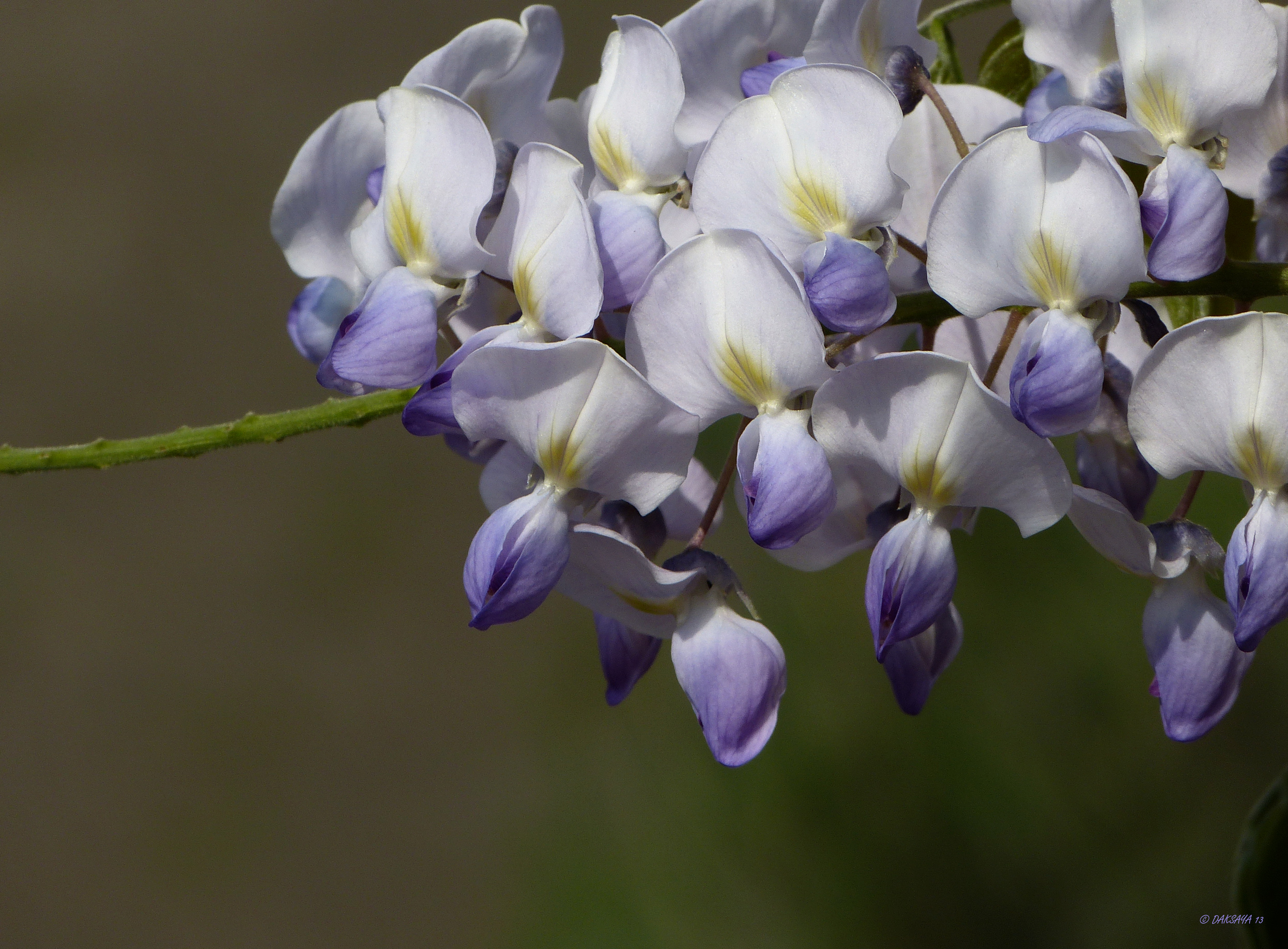 Blauweregen
