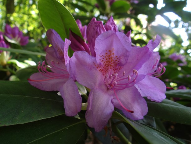 Rhododendron