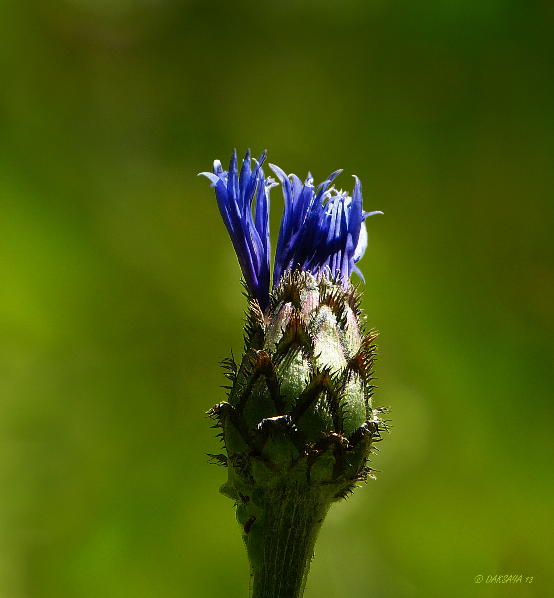Korenbloem