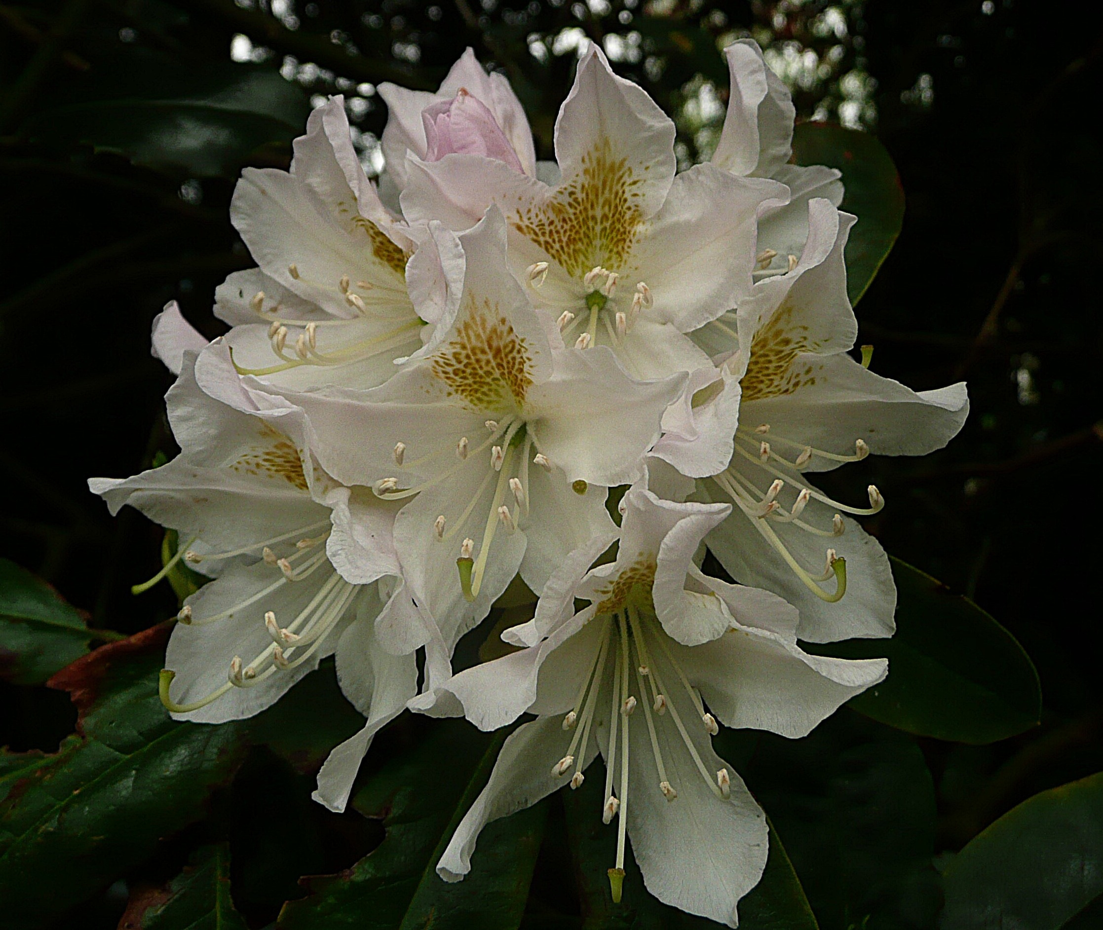 Rhododrendron wit voor Gerda