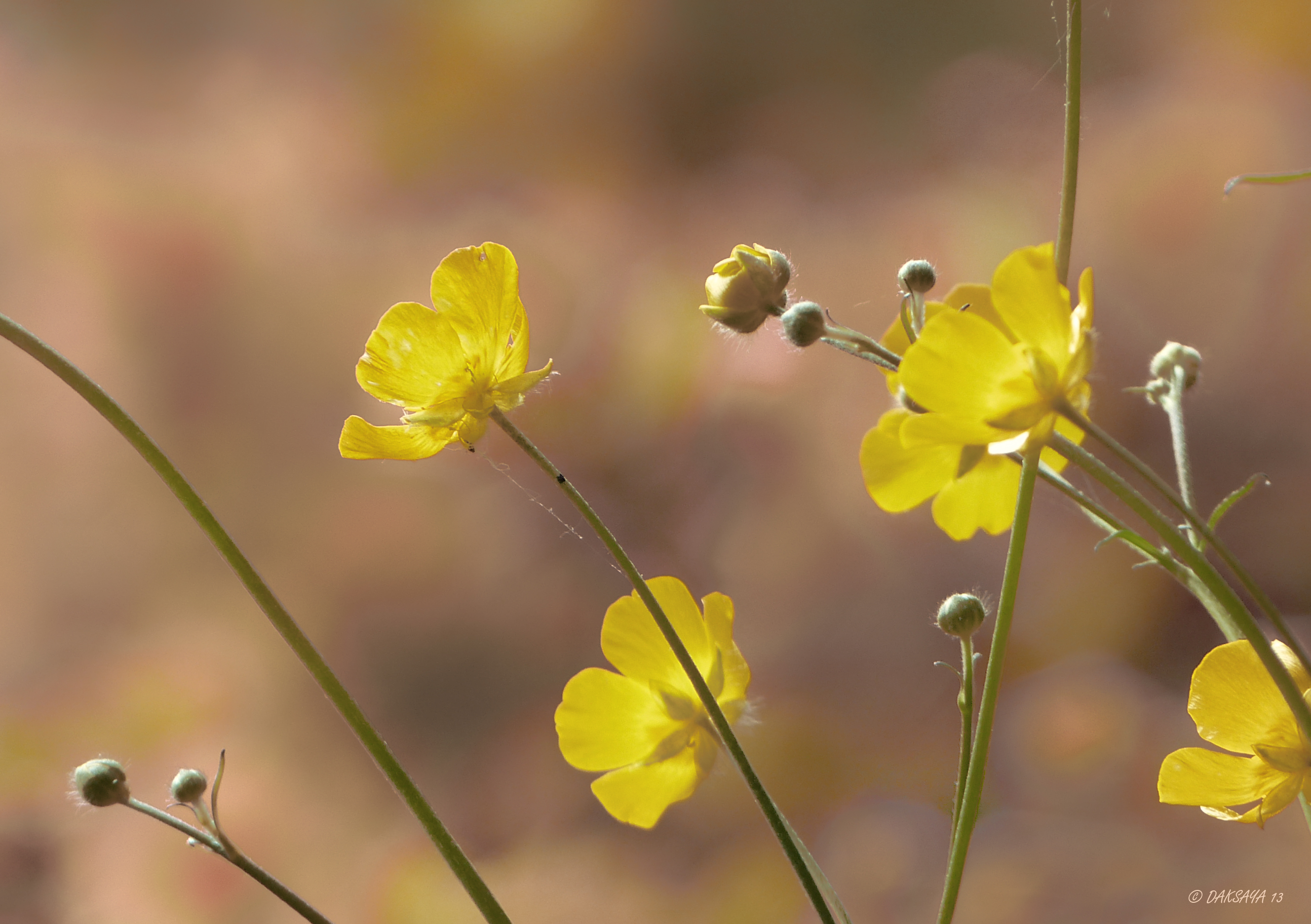 Boterbloemen