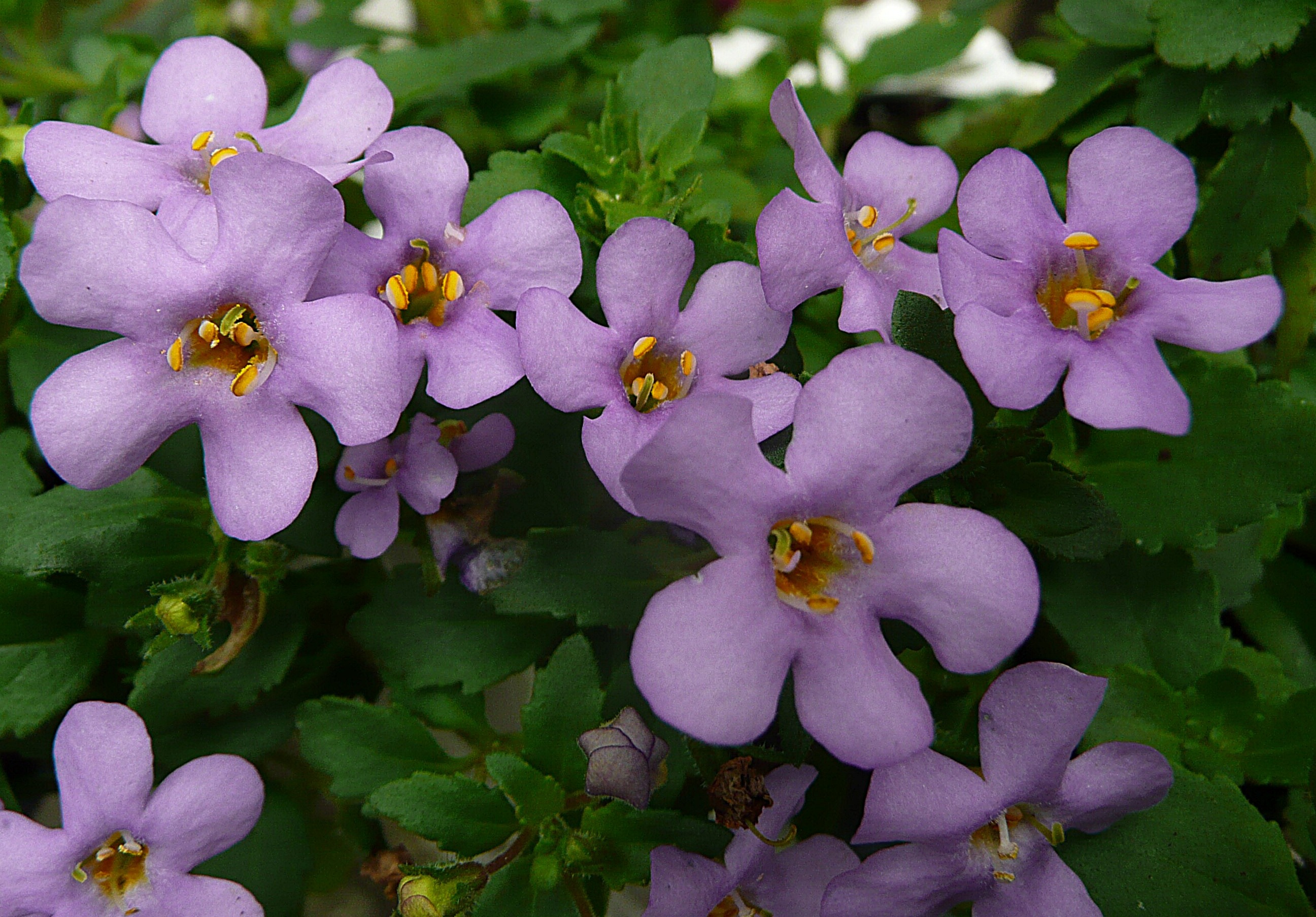 Eenjarig perkplantje