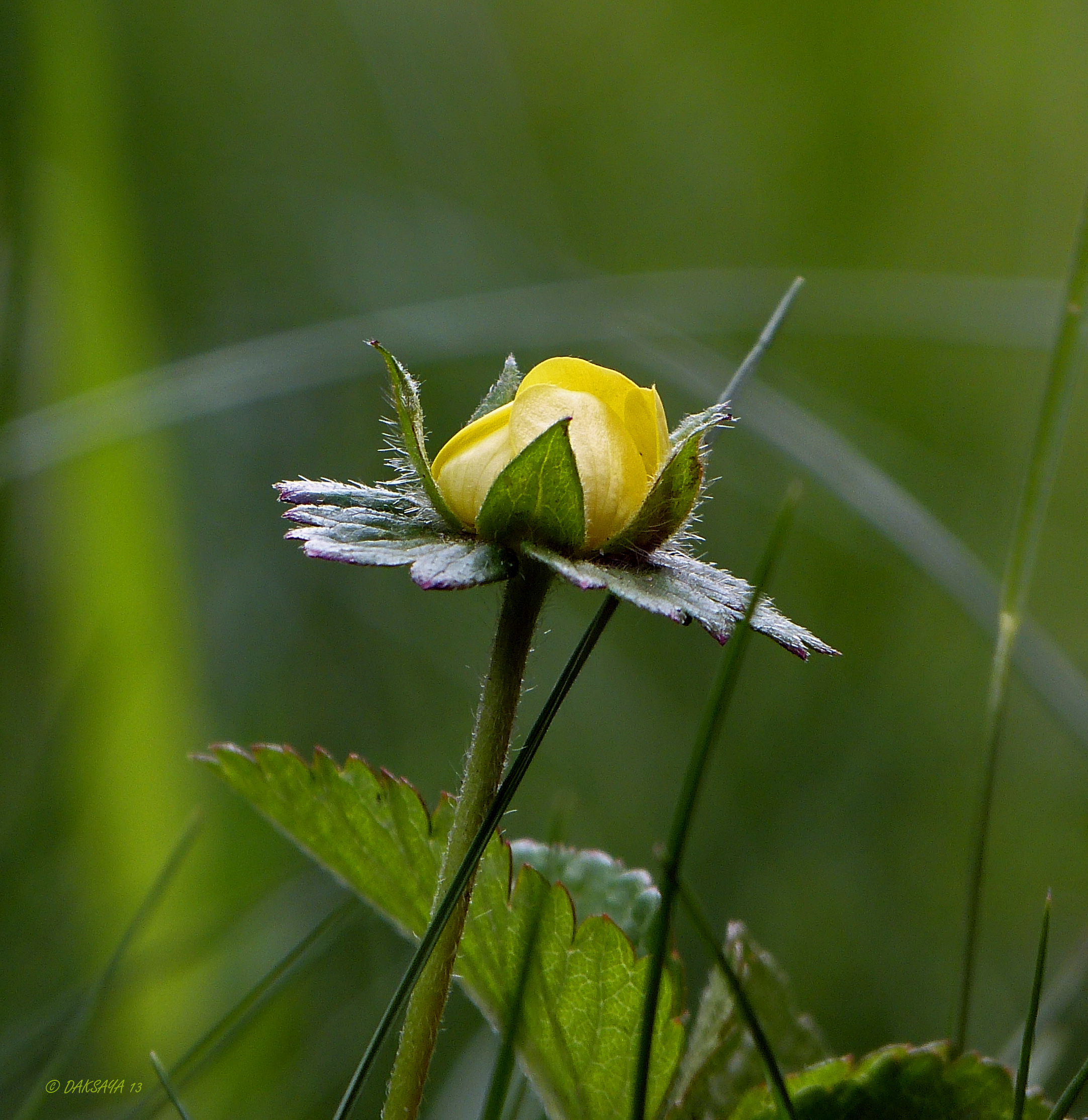 Bloem van wilde aardbei