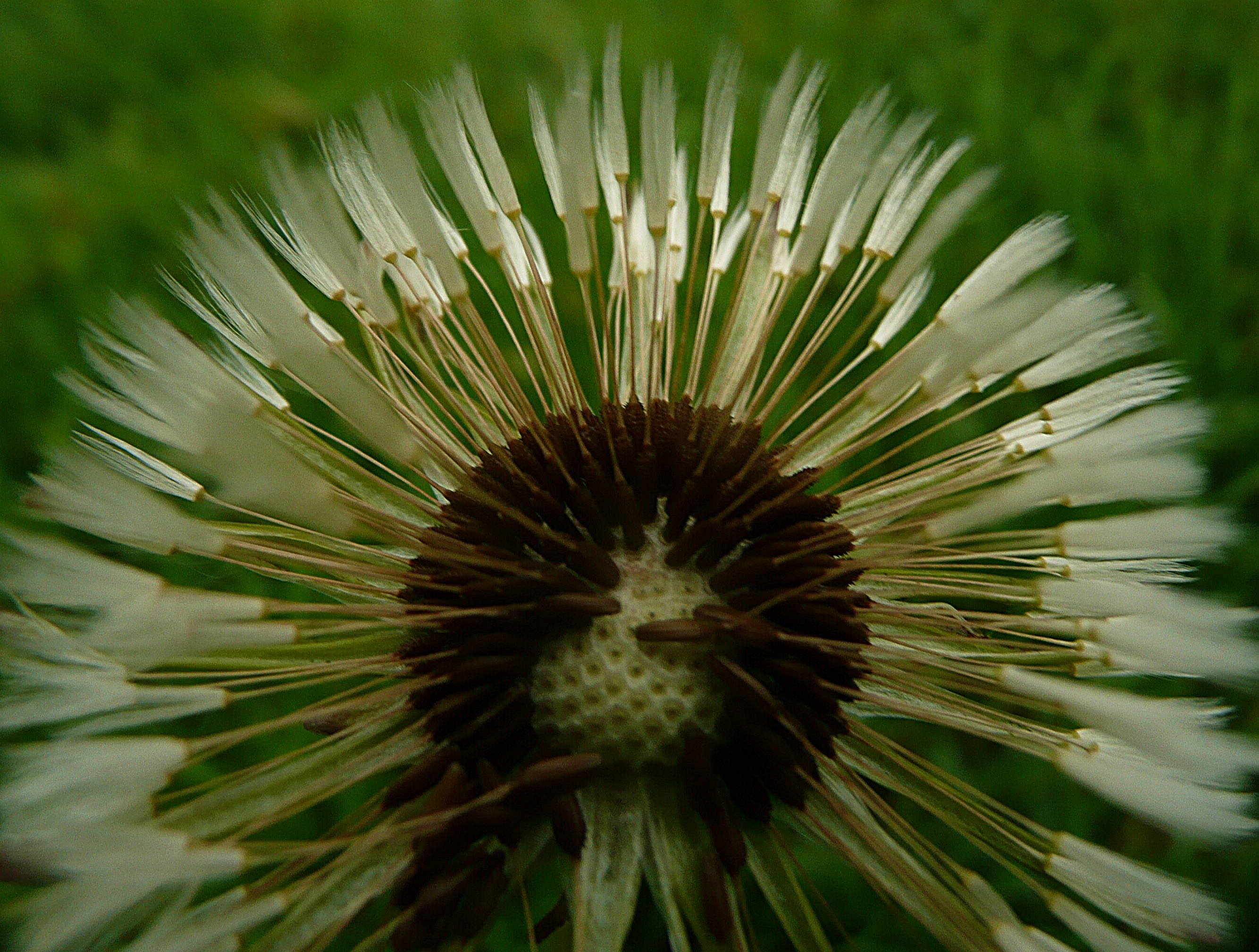 Paardenbloempluis nat 2