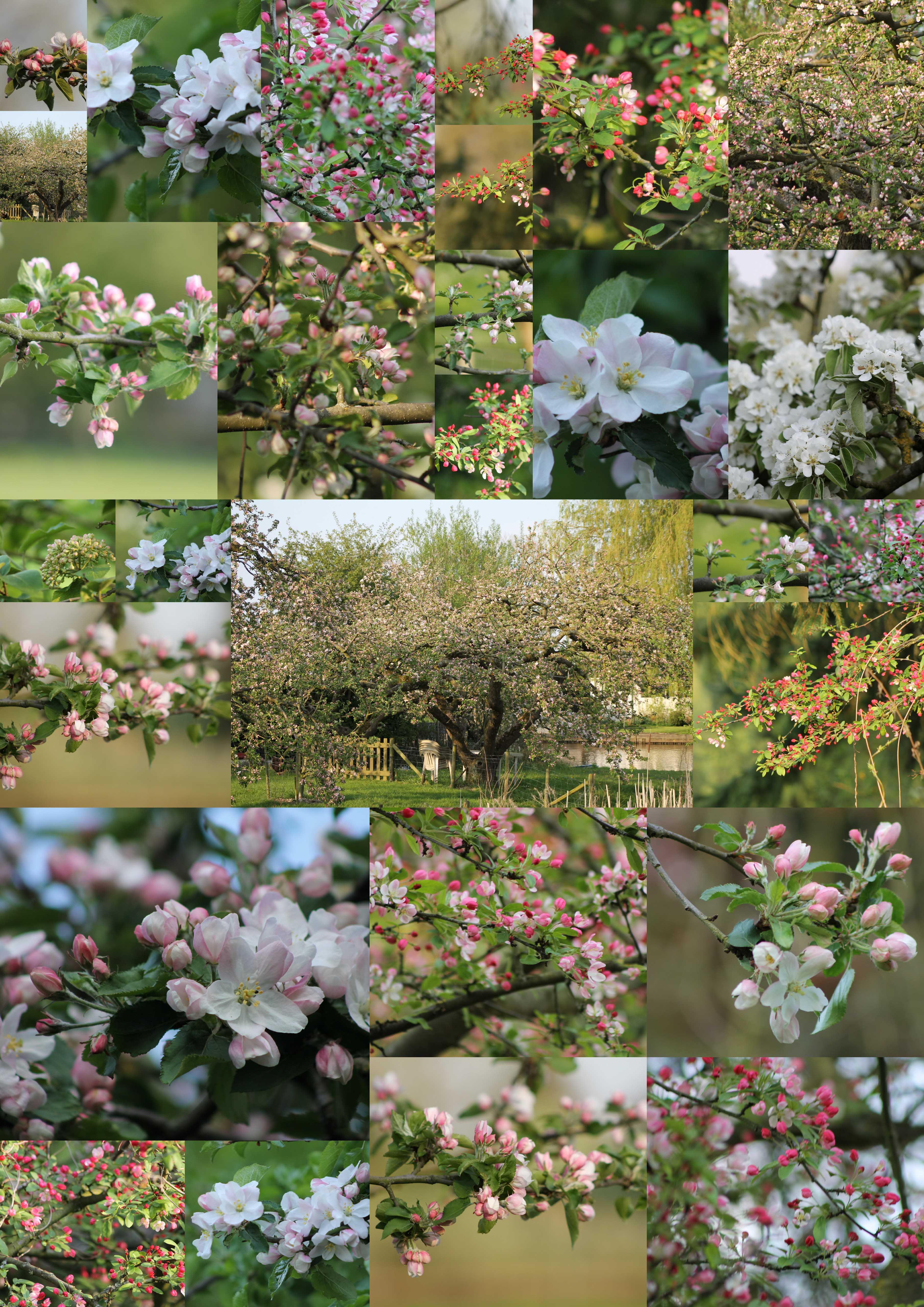 Bloesem in de Betuwe