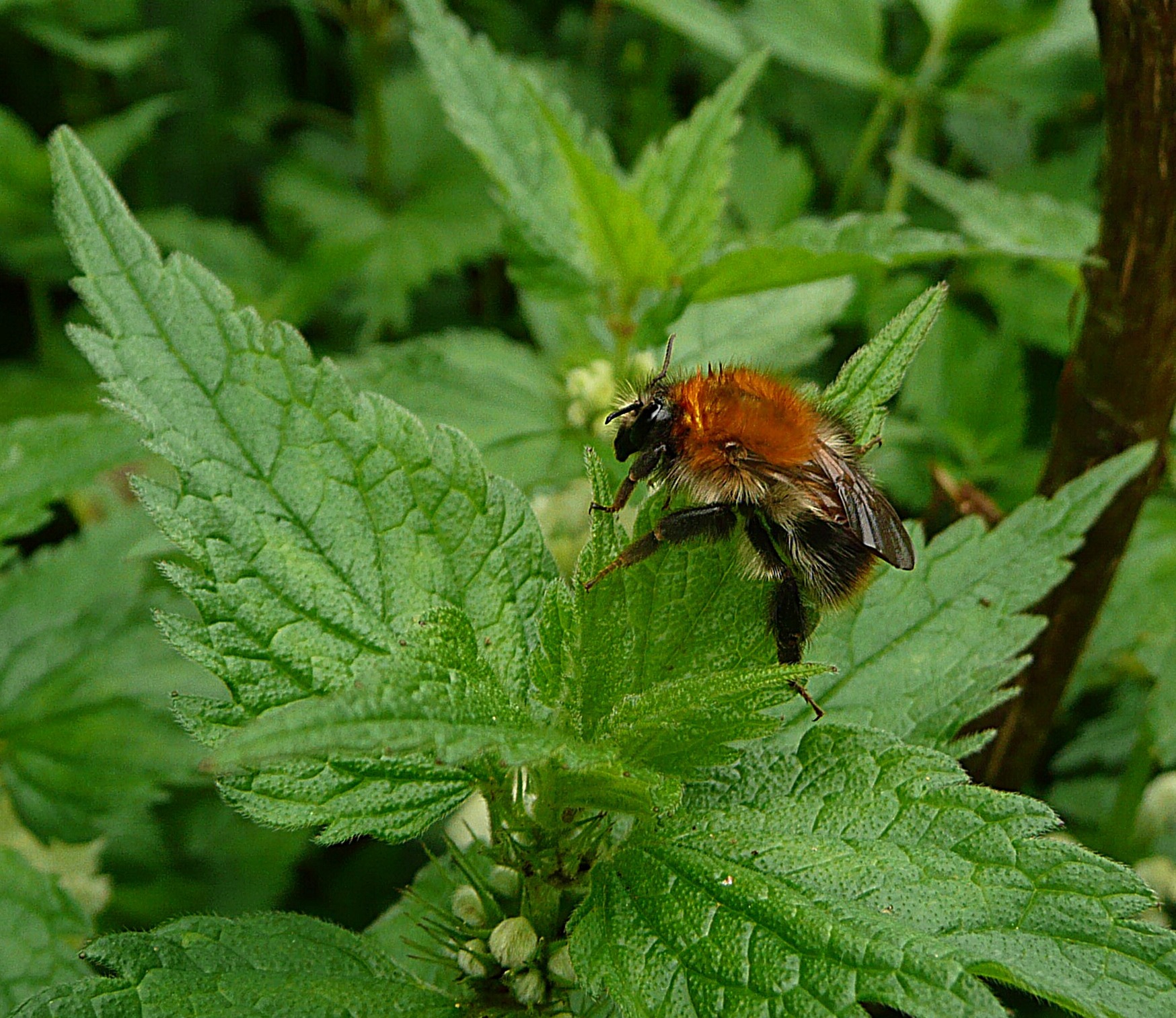 Hommel op witte...