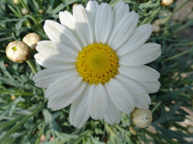 Margriet