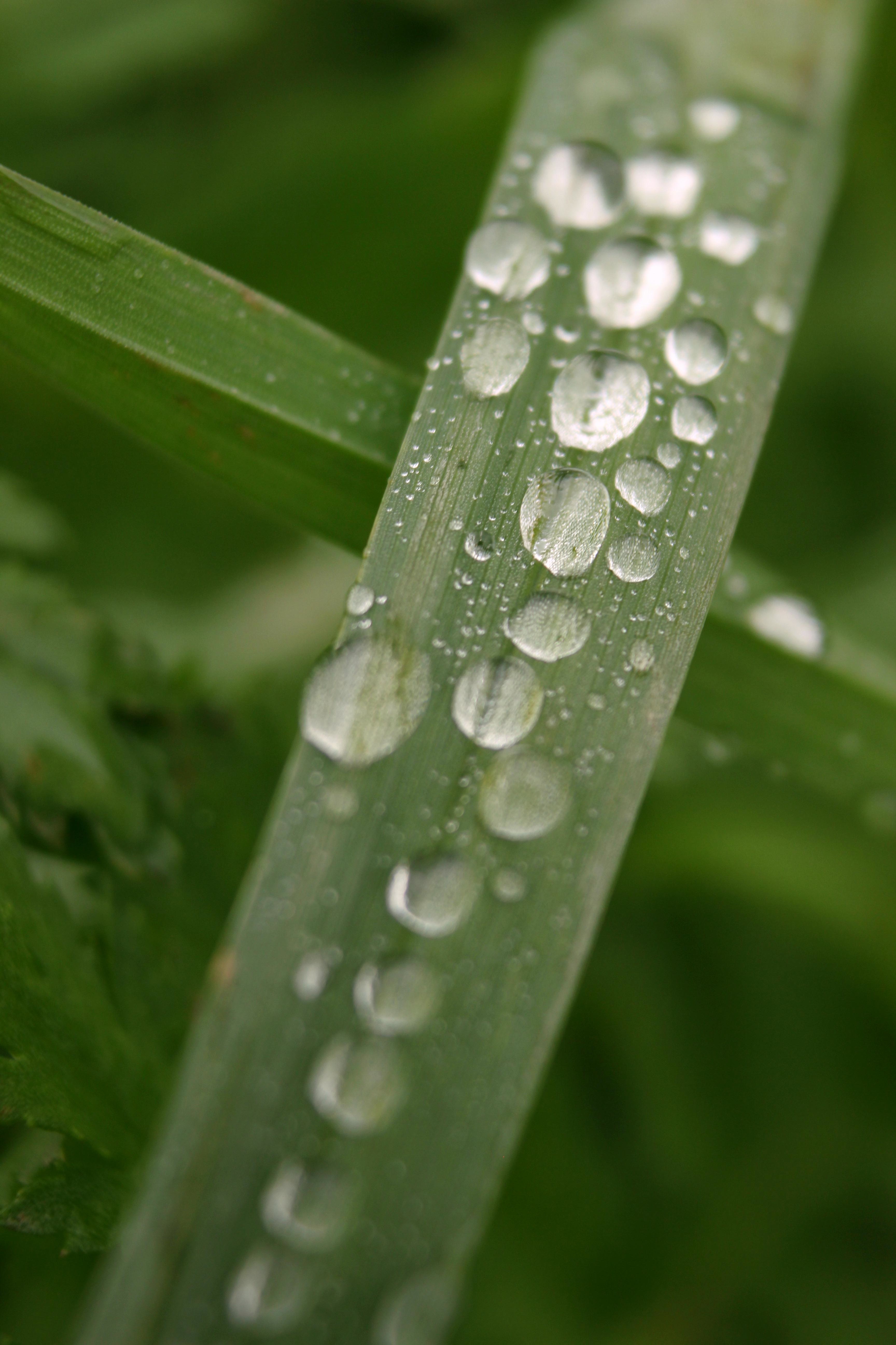 Druppels op een blad