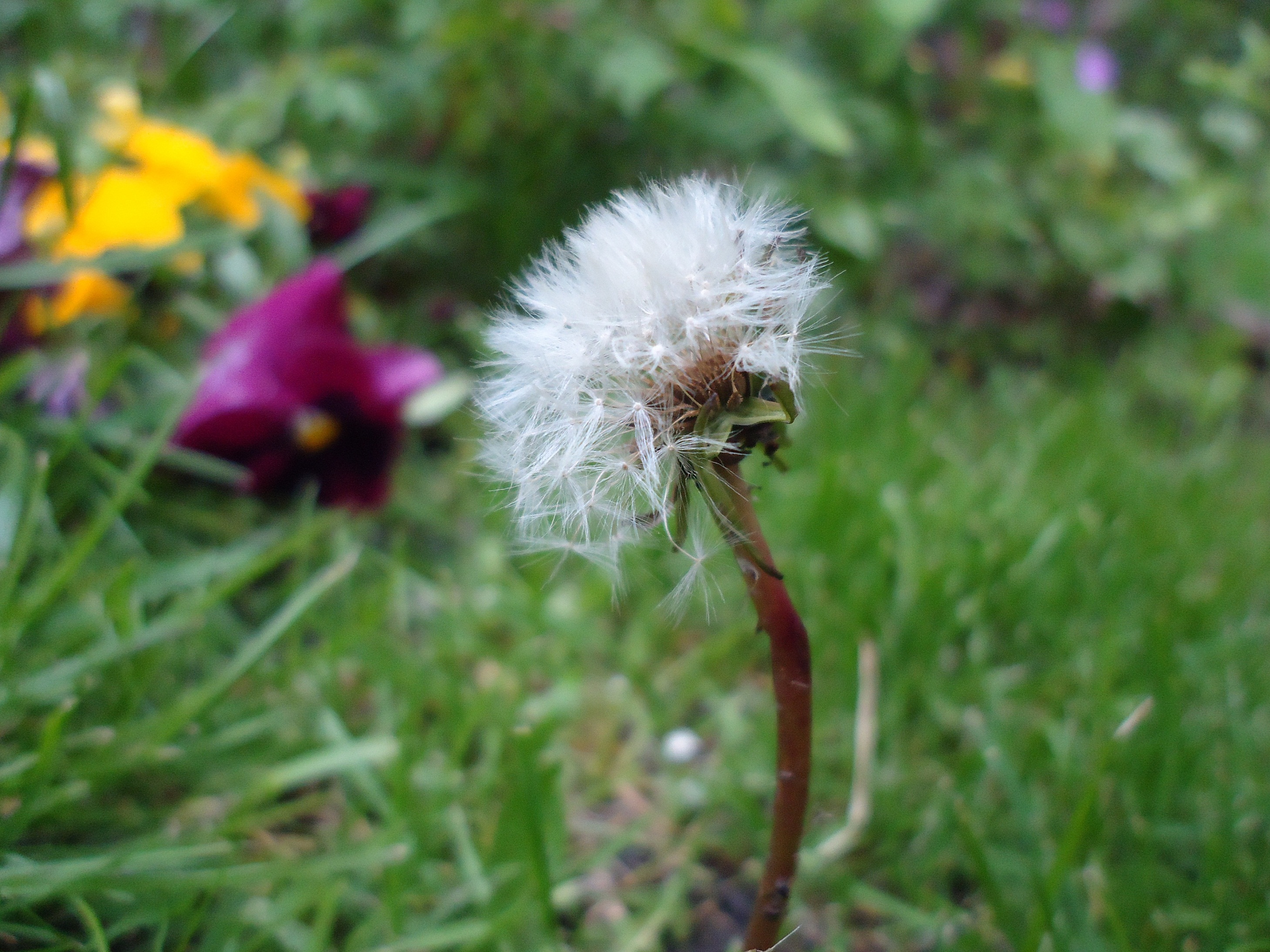 Paardenbloem